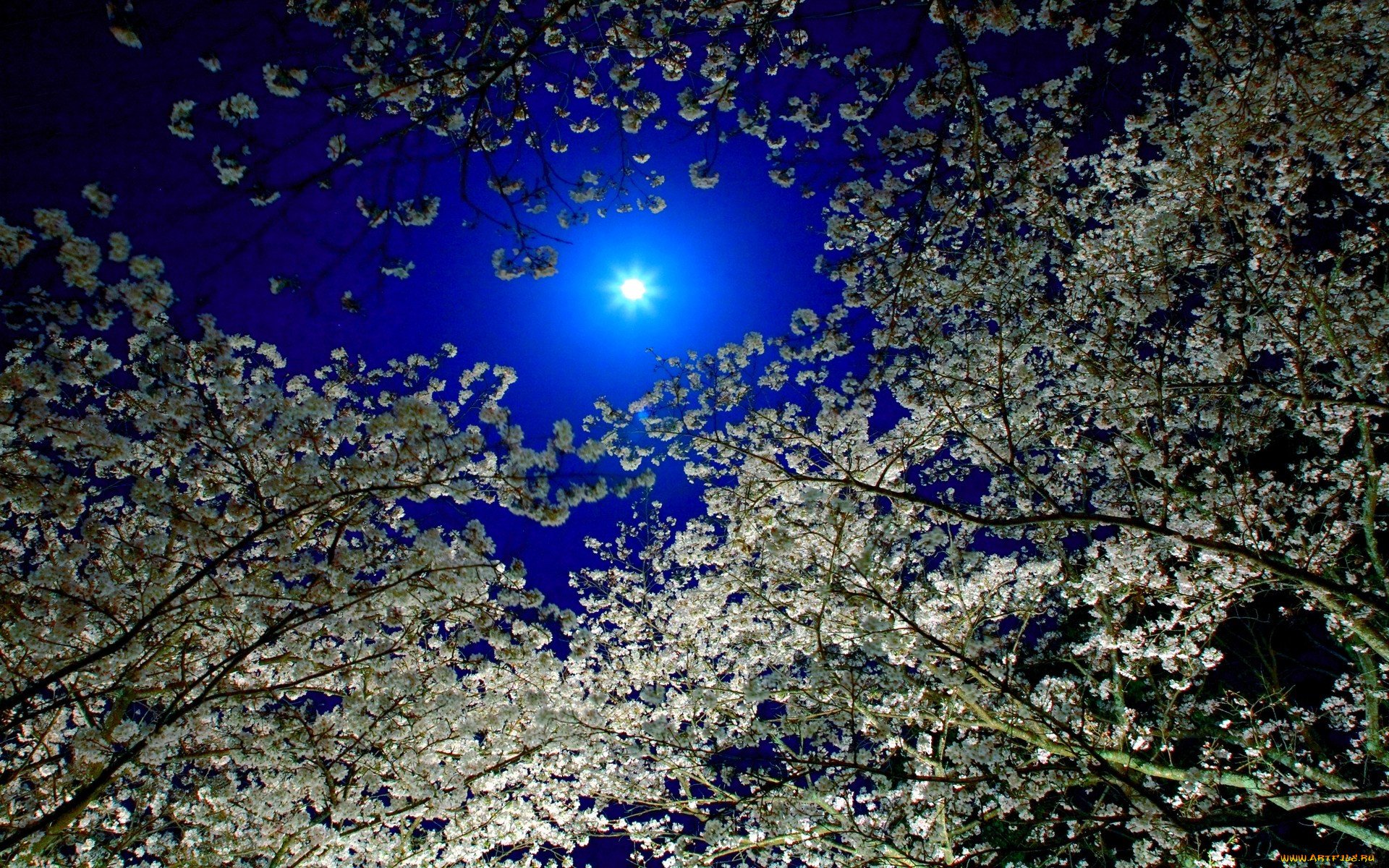 Чудесны лунные мартовские ночи впр 5. Весенняя ночь. Ночной сад. Ночное небо весной.