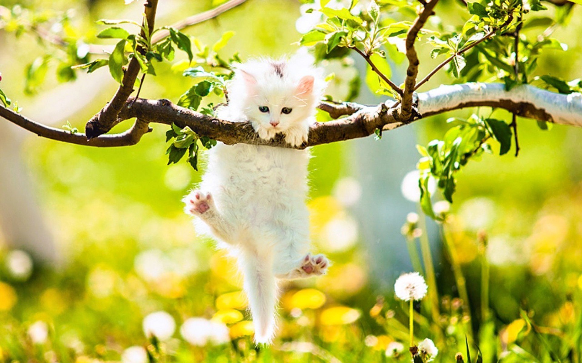 Весеннее настроение солнце. Весенние котята. Кошка на природе.