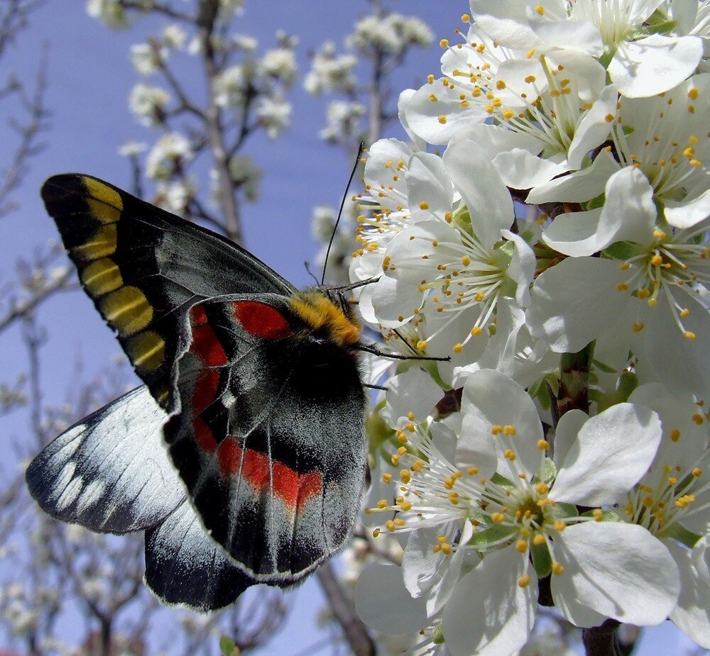 Какая красота весной. Весенние бабочки. Красивые весенние бабочки.