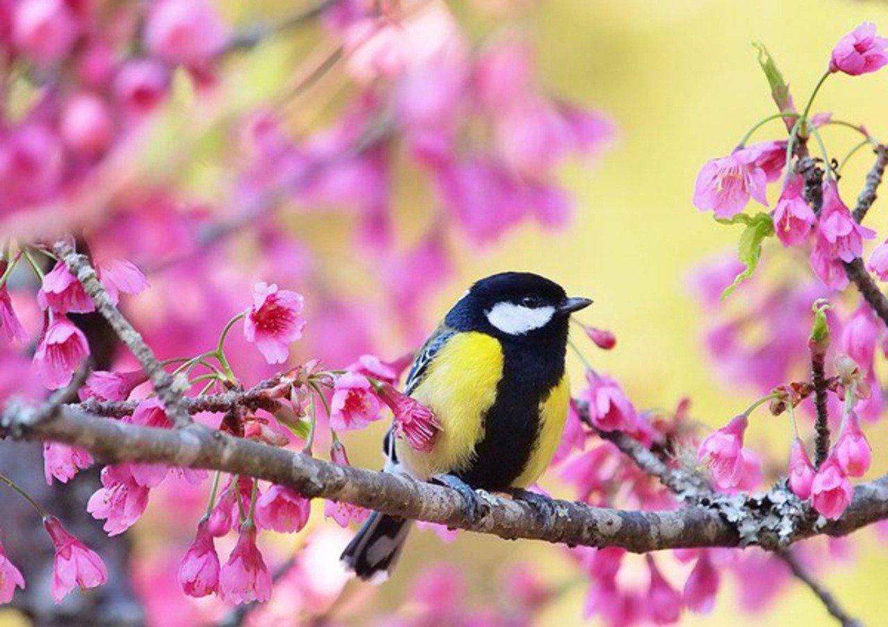 Птицы живущие в цветах. Красивые птицы. Весенние птички.