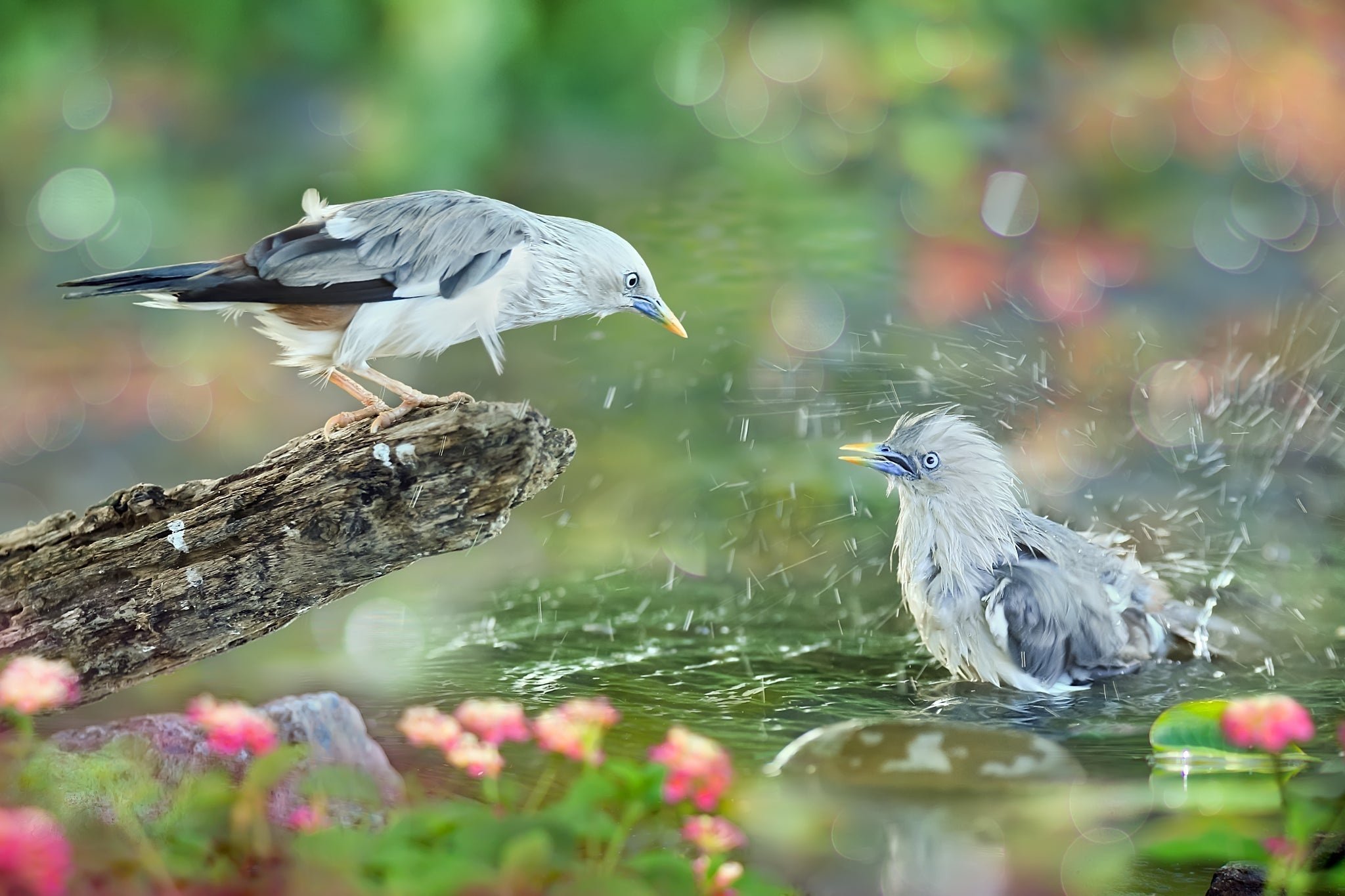 Птичка вода. Сью Хсу птица. Птицы на воде. Мокрая птица. Природа вода птицы.