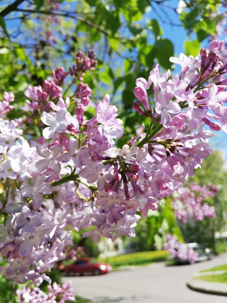 Покажи картинку май. Сирень Колорадо. Цветущее дерево. Цветение деревьев.