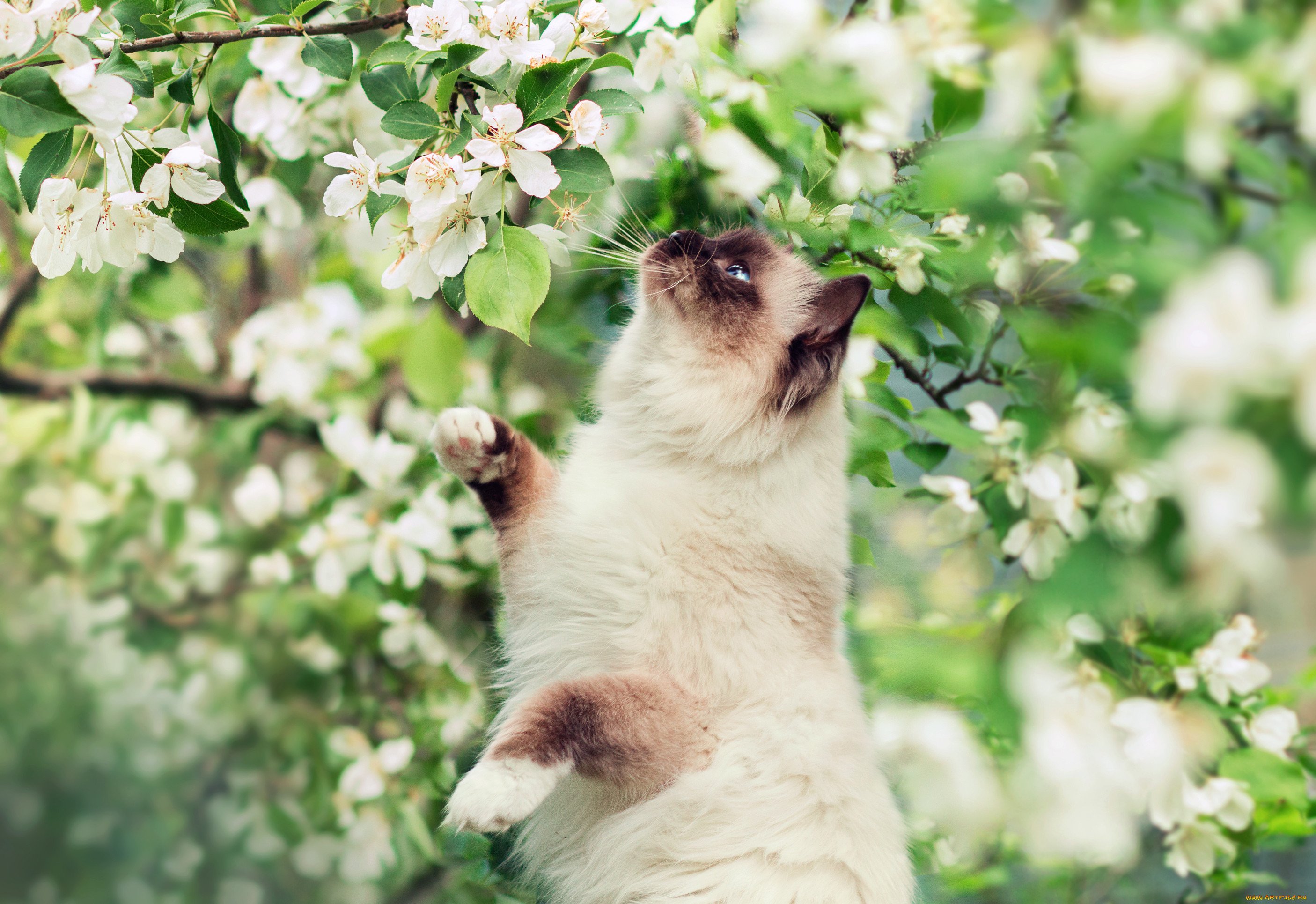 Весенние картинки с животными прикольные. Кошки весной.