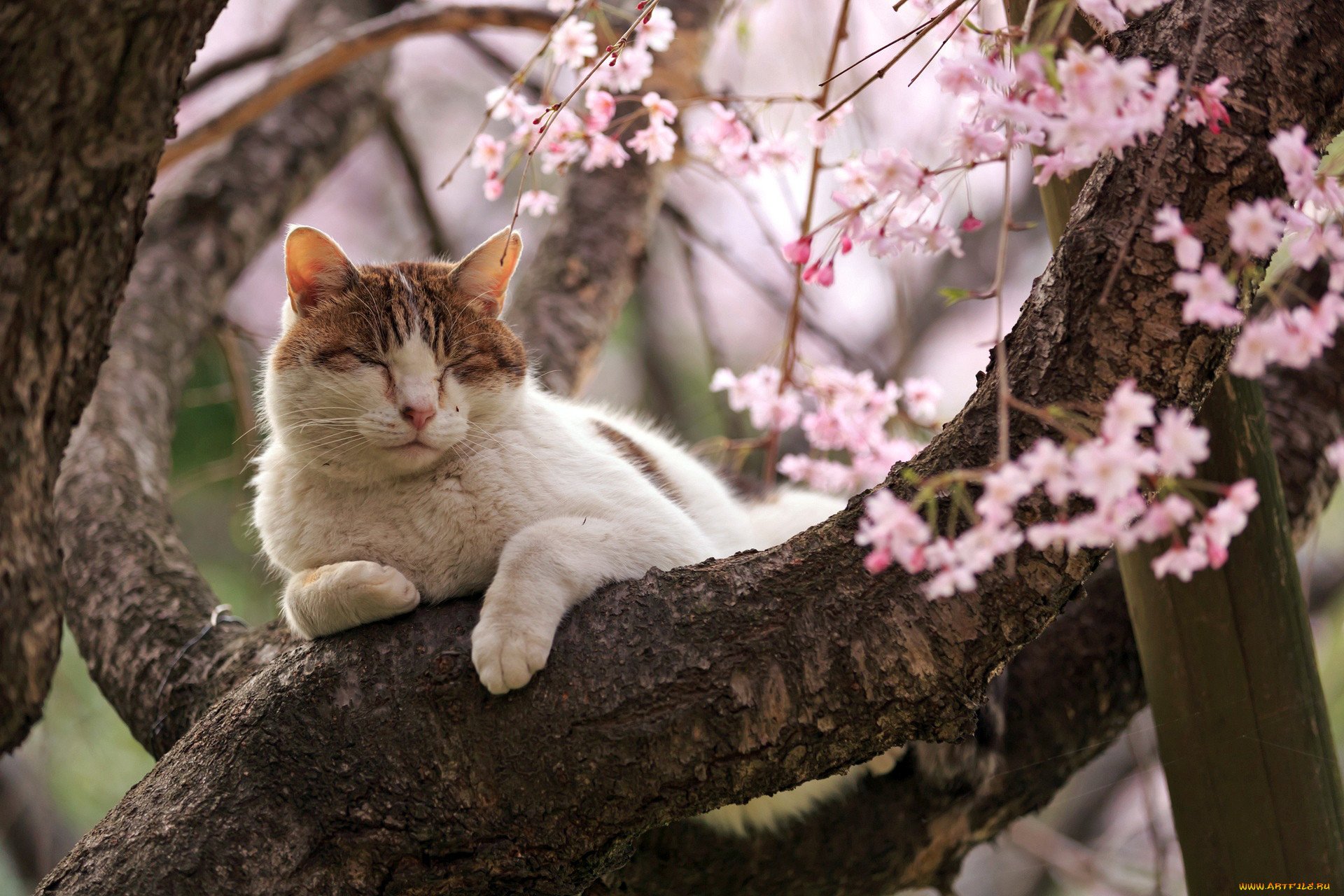 Кот на ветке весной