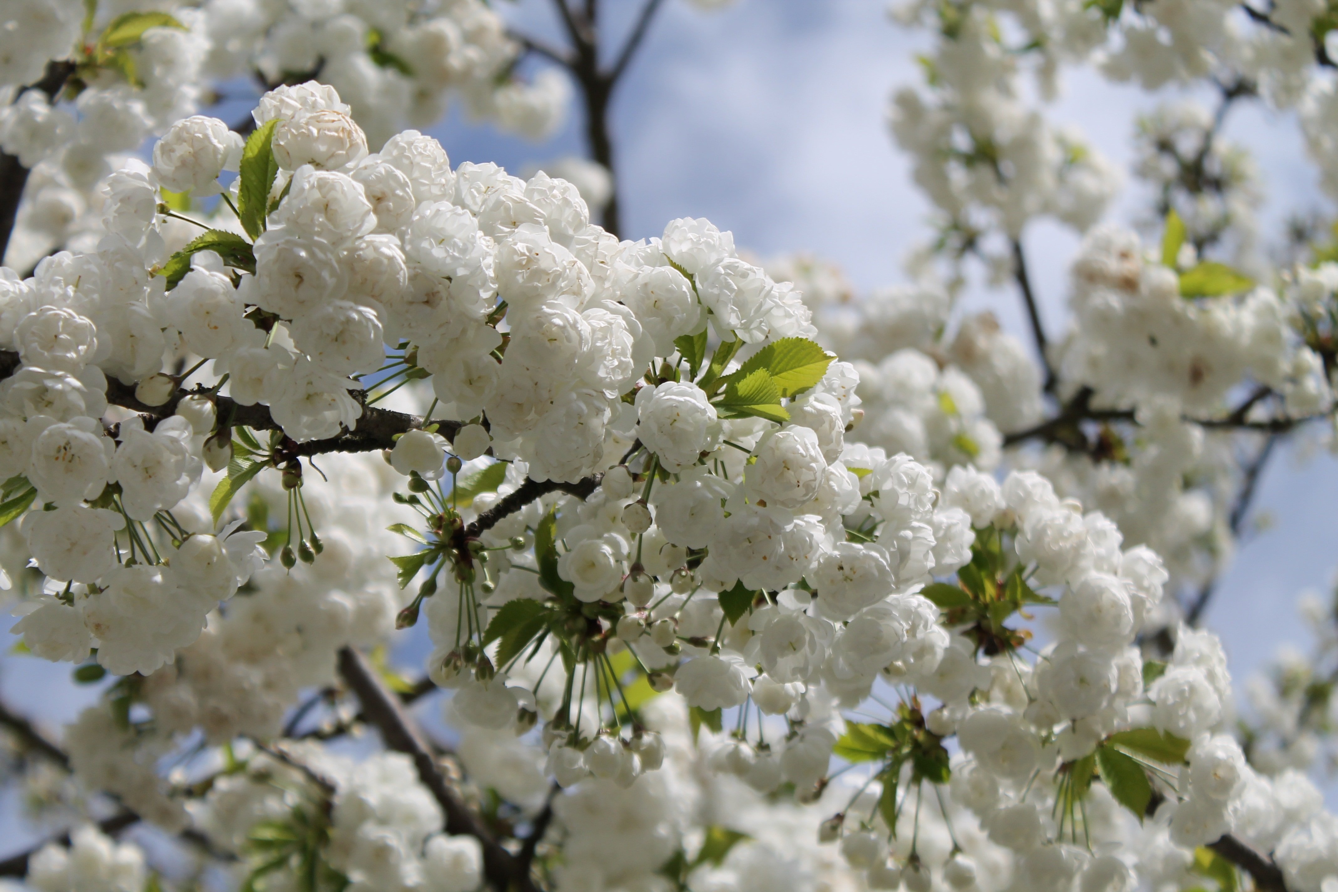 В цвету предложение. Вишня дерево цветет. Белая Сакура дерево. Цветущая вишня дерево. Вишневое дерево цветение.