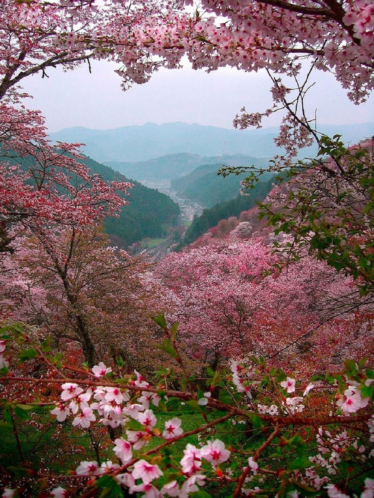 Розовые деревья в горах. Гора Ёсино Япония. Япония Сакура. Китайская вишня Сакура. Гора Есино Япония сад Сакуры.