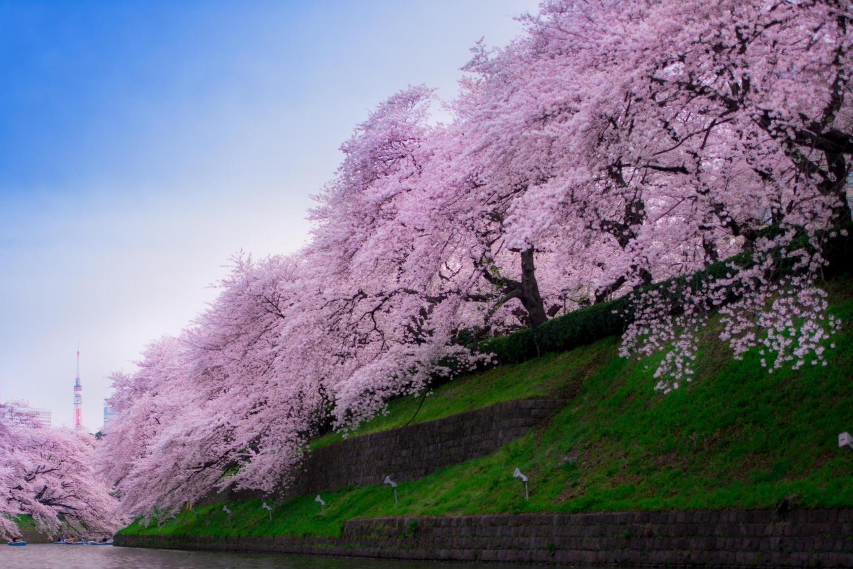 Цветущая краса. Сакура черри блоссом дерево. Япония дерево Сакура. Цветение Сакуры в Японии фото. Сакура японская вишня.