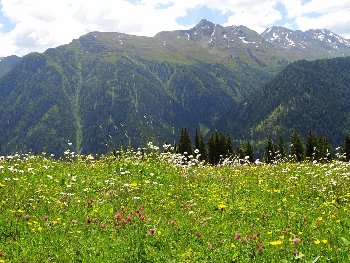 На какой высоте расположен субальпийский пояс кавказ. Альпийские Уральские Луга. Субальпийские и Альпийские Луга. Субальпийские и Альпийские Луга в Швейцарии. Альпийские субальпийские Луга Кыргызстана.