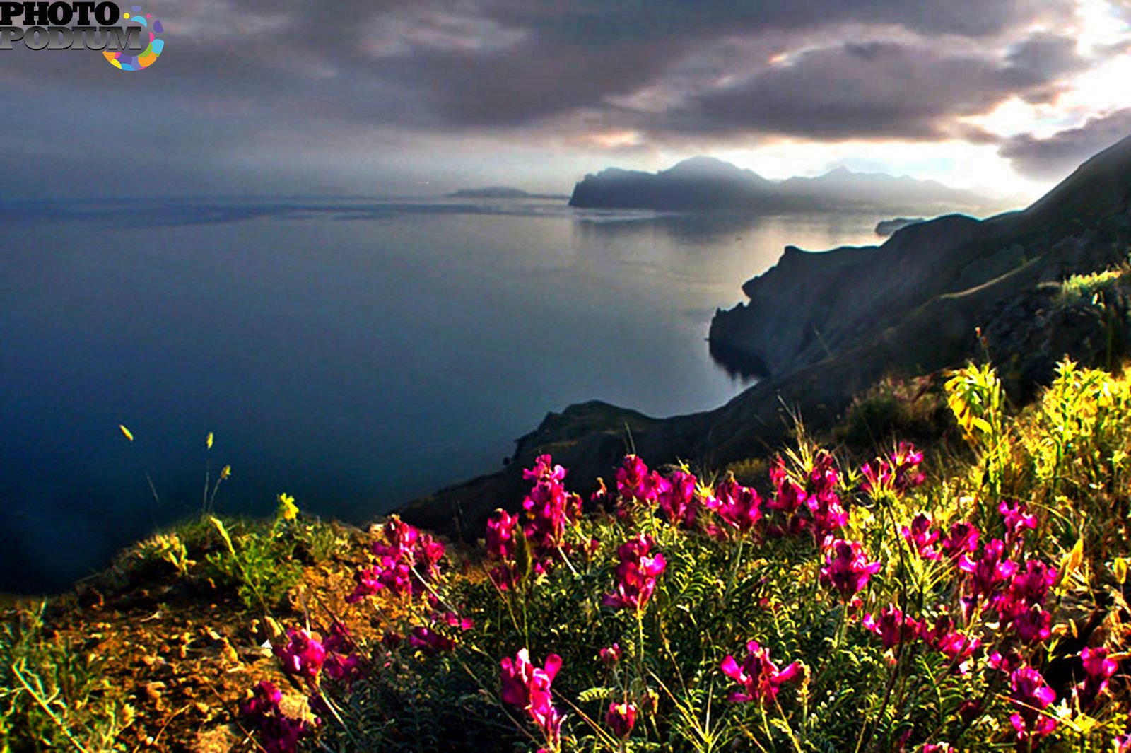 Цветущий крым фото. Море горы Крым Коктебель. Растения Крыма Коктебель. Крым море горы цветы.