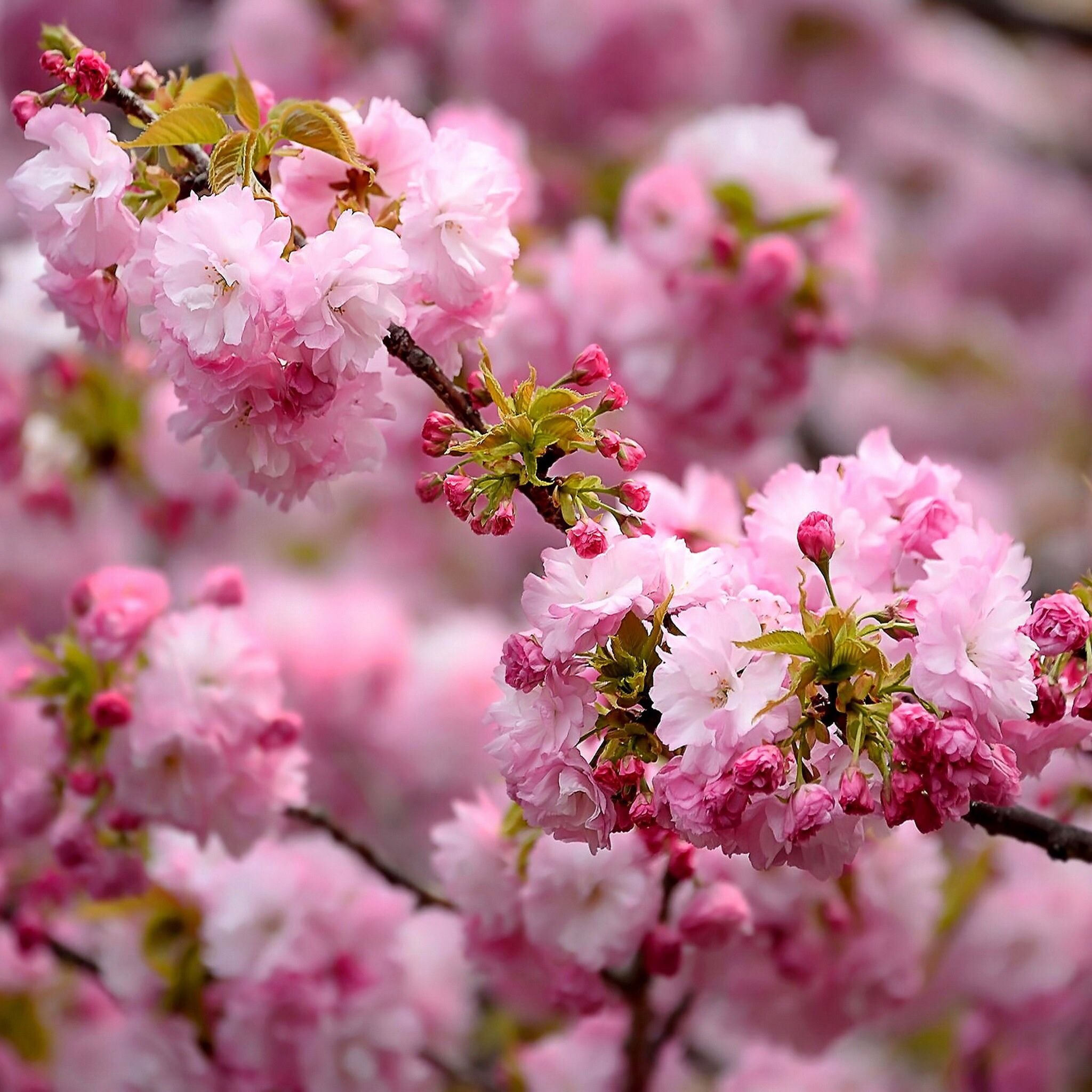 Очень красиво цветет. Сакура Ошидори. Сакура цветение растения. Деревья цветущие розовыми цветами.