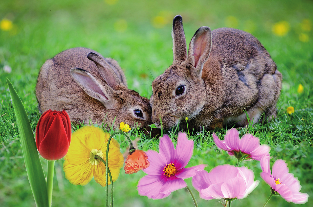 Зайчонок родившийся весной. Зайчик весной. Весенние Зайчата. Заяц с цветочком. Кролики в природе.
