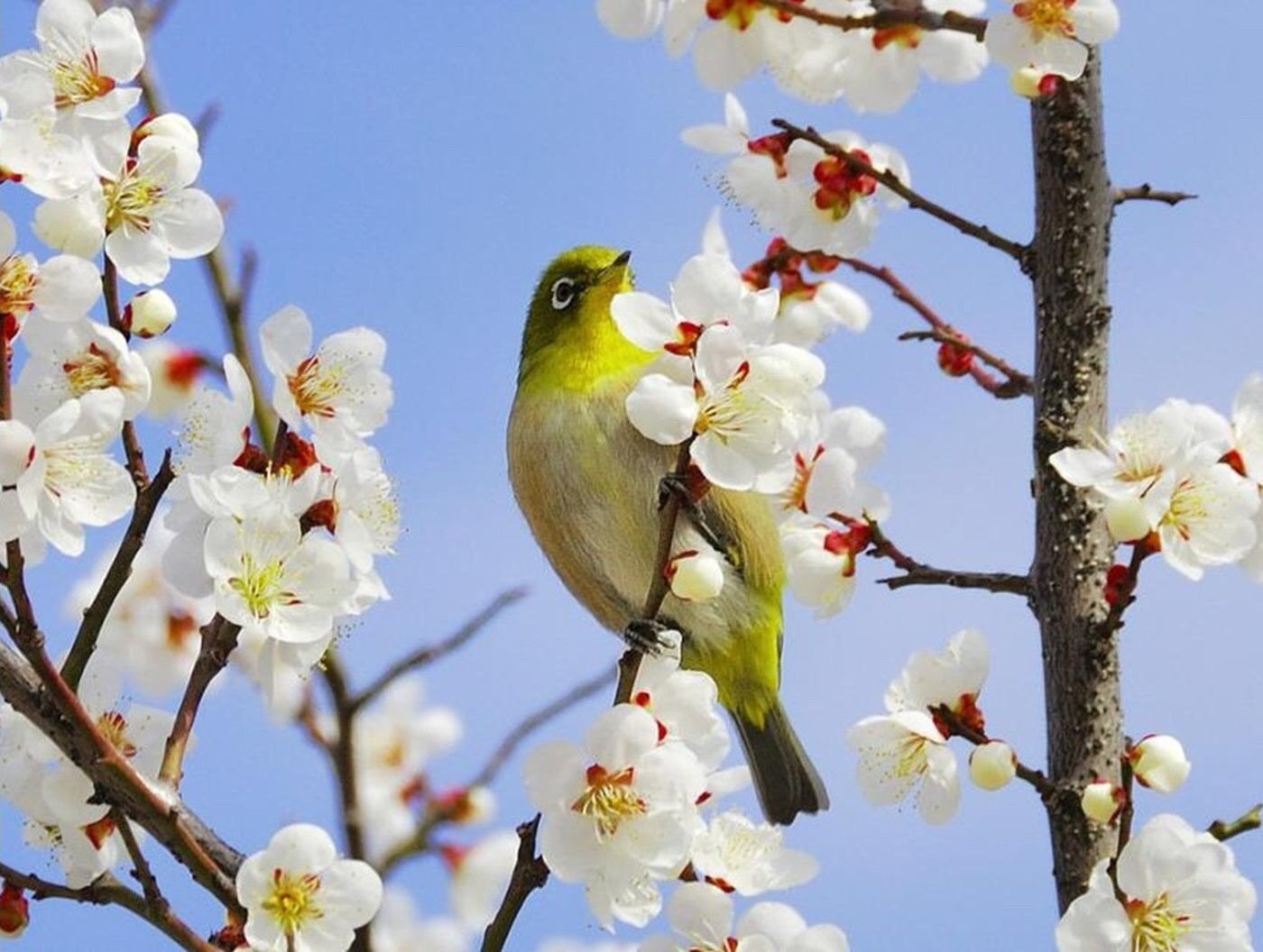 Весенняя песнь птиц. Весенняя природа. Весенние птички. Природа весной.