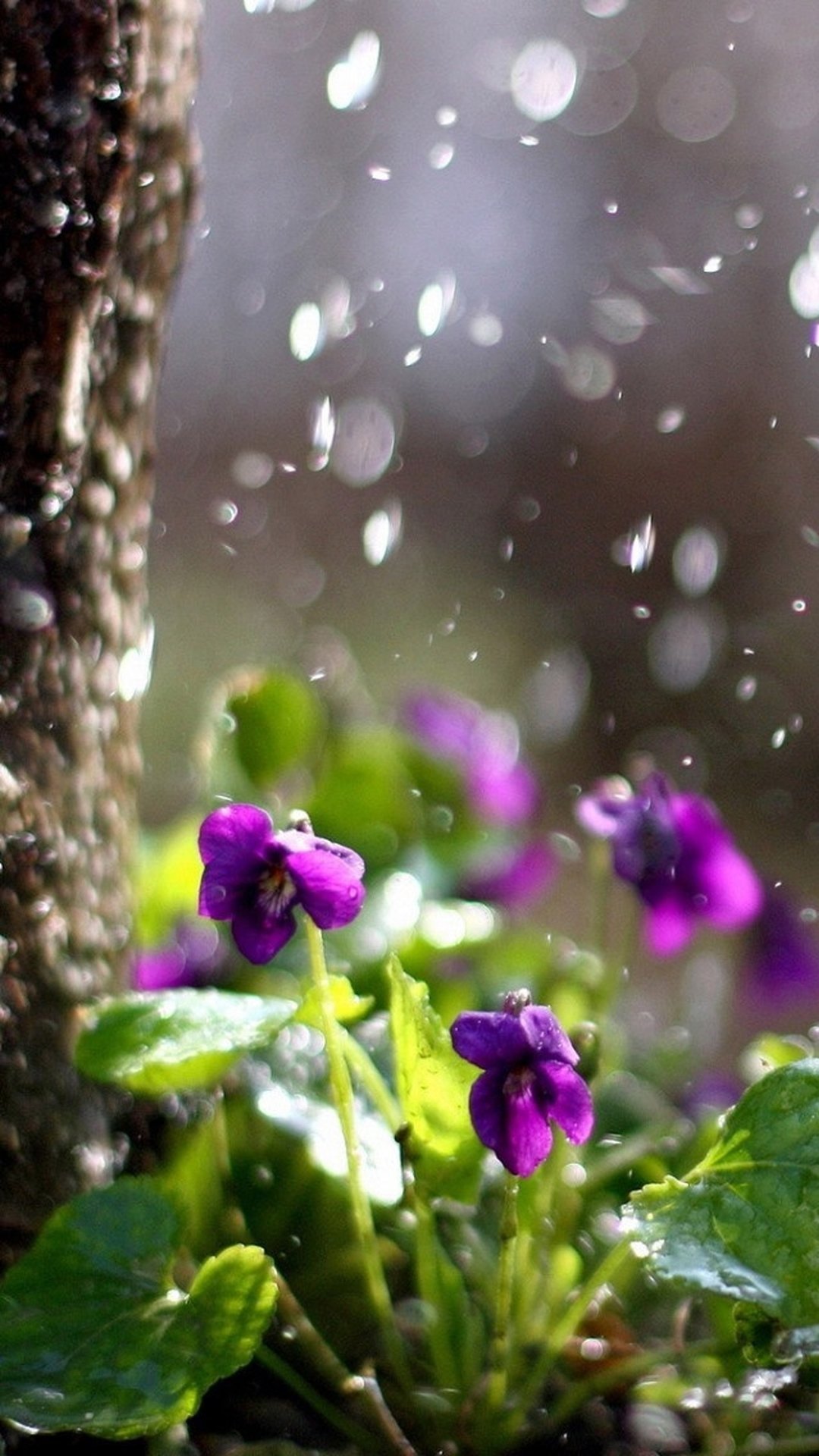 Весенний дождь природа