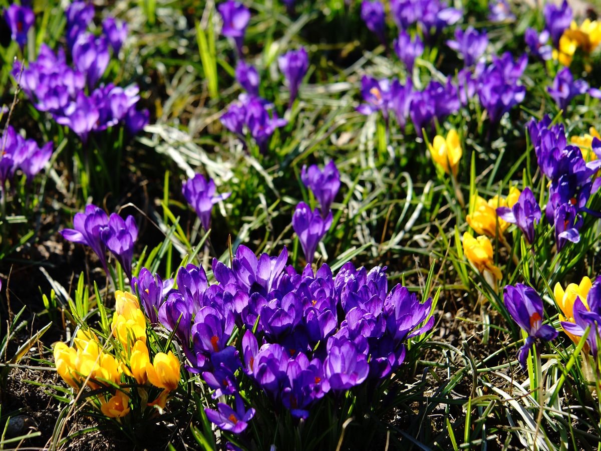 Первые весенние цветы сибири фото и названия
