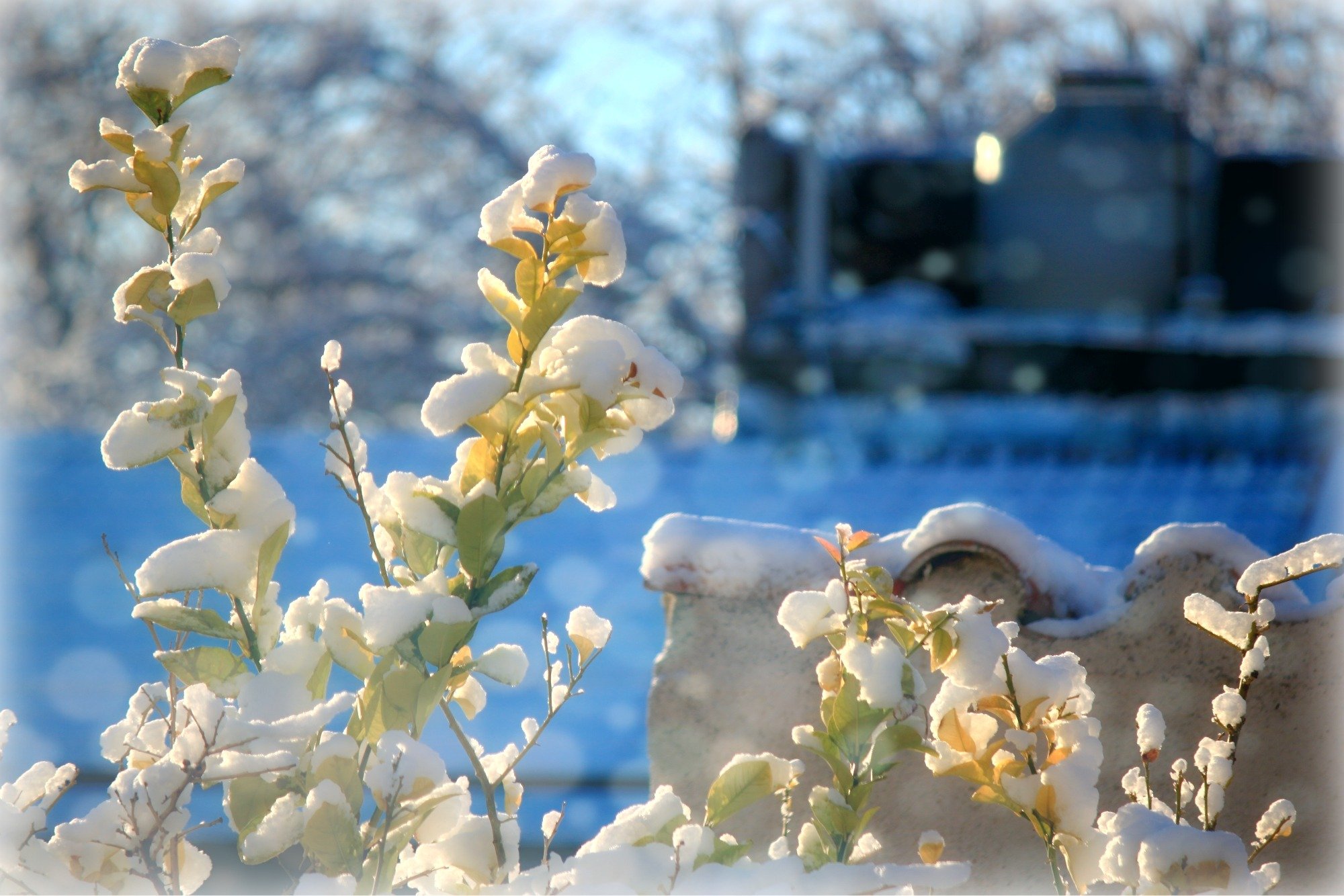 Весенний снежок. Зимние цветы. Снежные цветы. Цветы в снегу. Весенние заснеженные цветы.