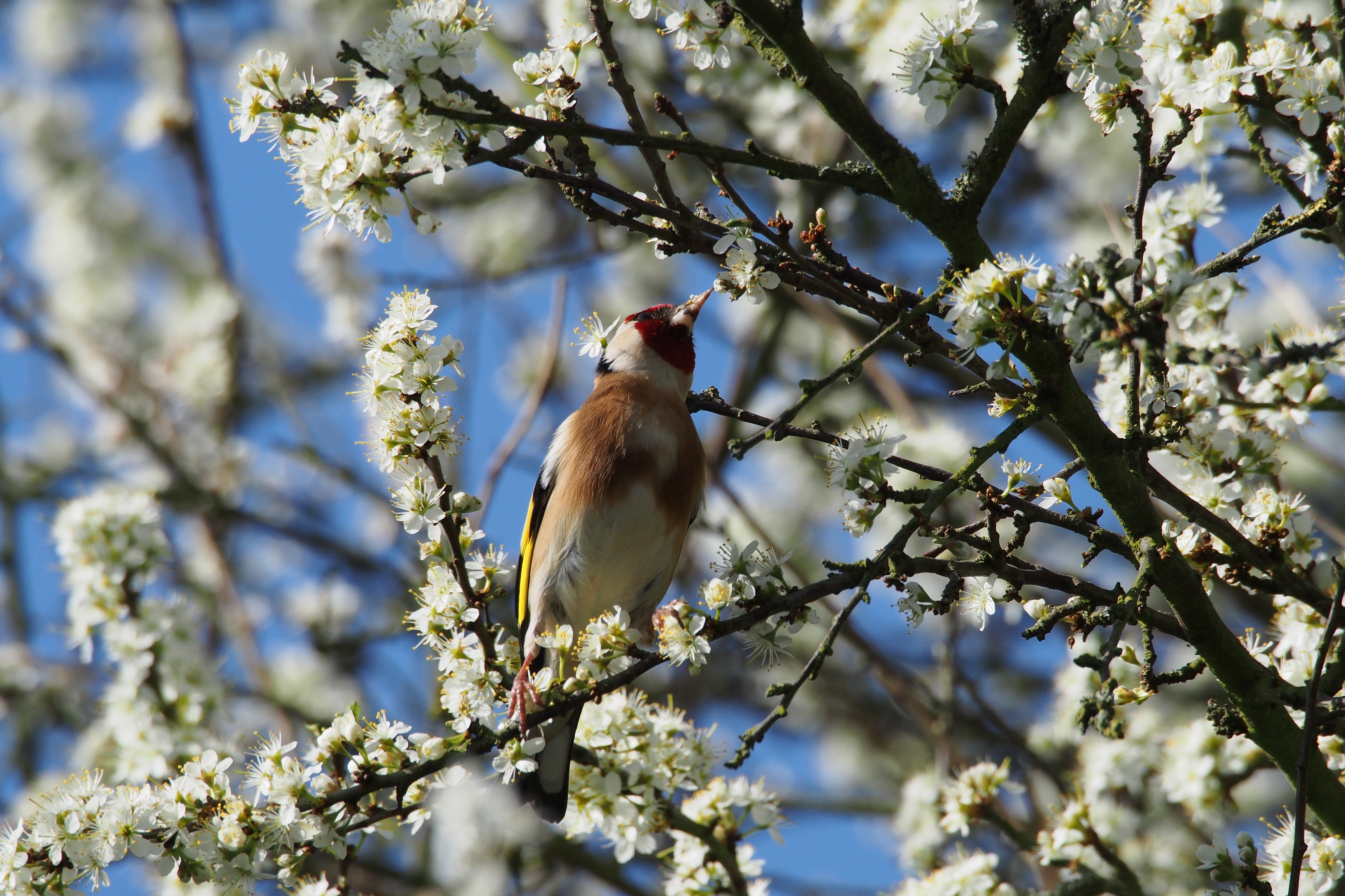 Птицы весной фото. Весенняя природа.