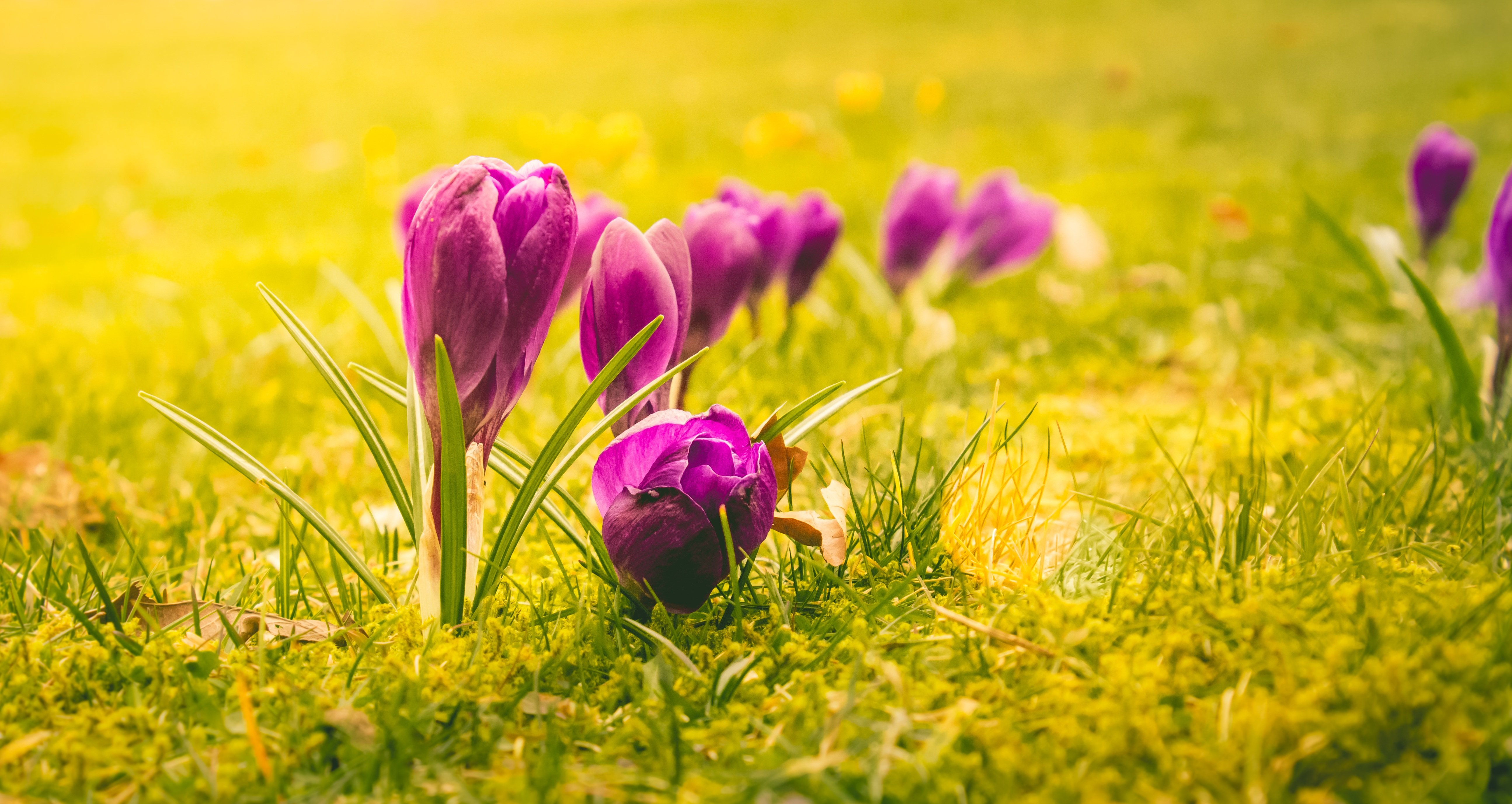 Цветочки весной растут песня. Весеннее поле с цветами. Весенний фон. Крокусы.