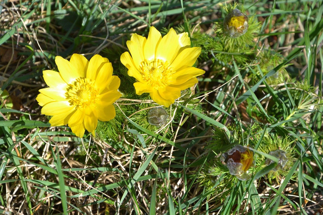 Адонис цветок желтый