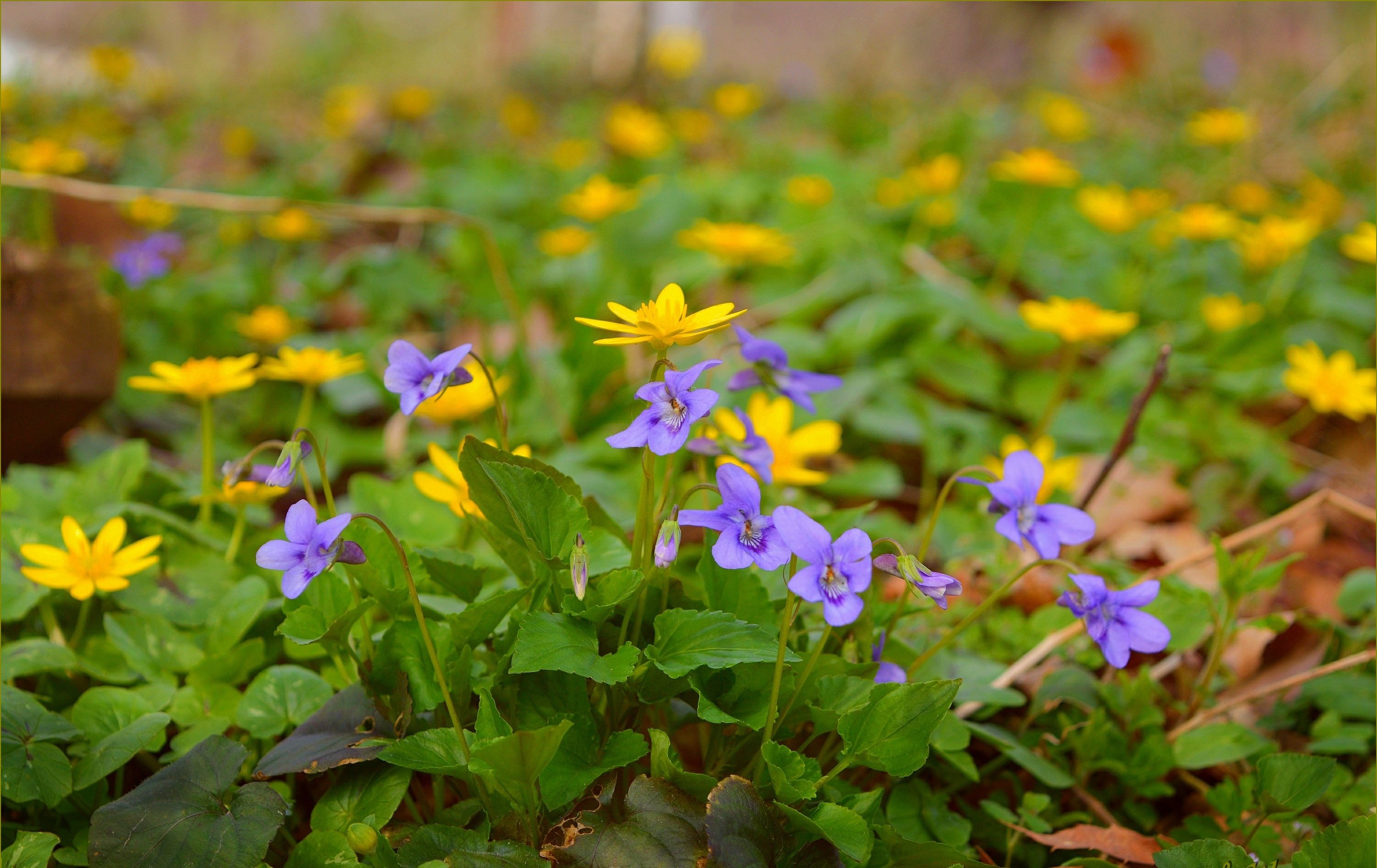 Весенние лесные цветы фото и названия фиолетовые