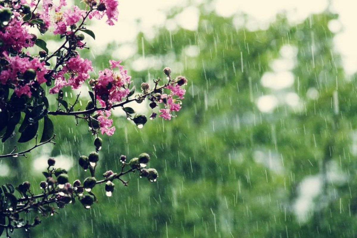 Весна май дождь