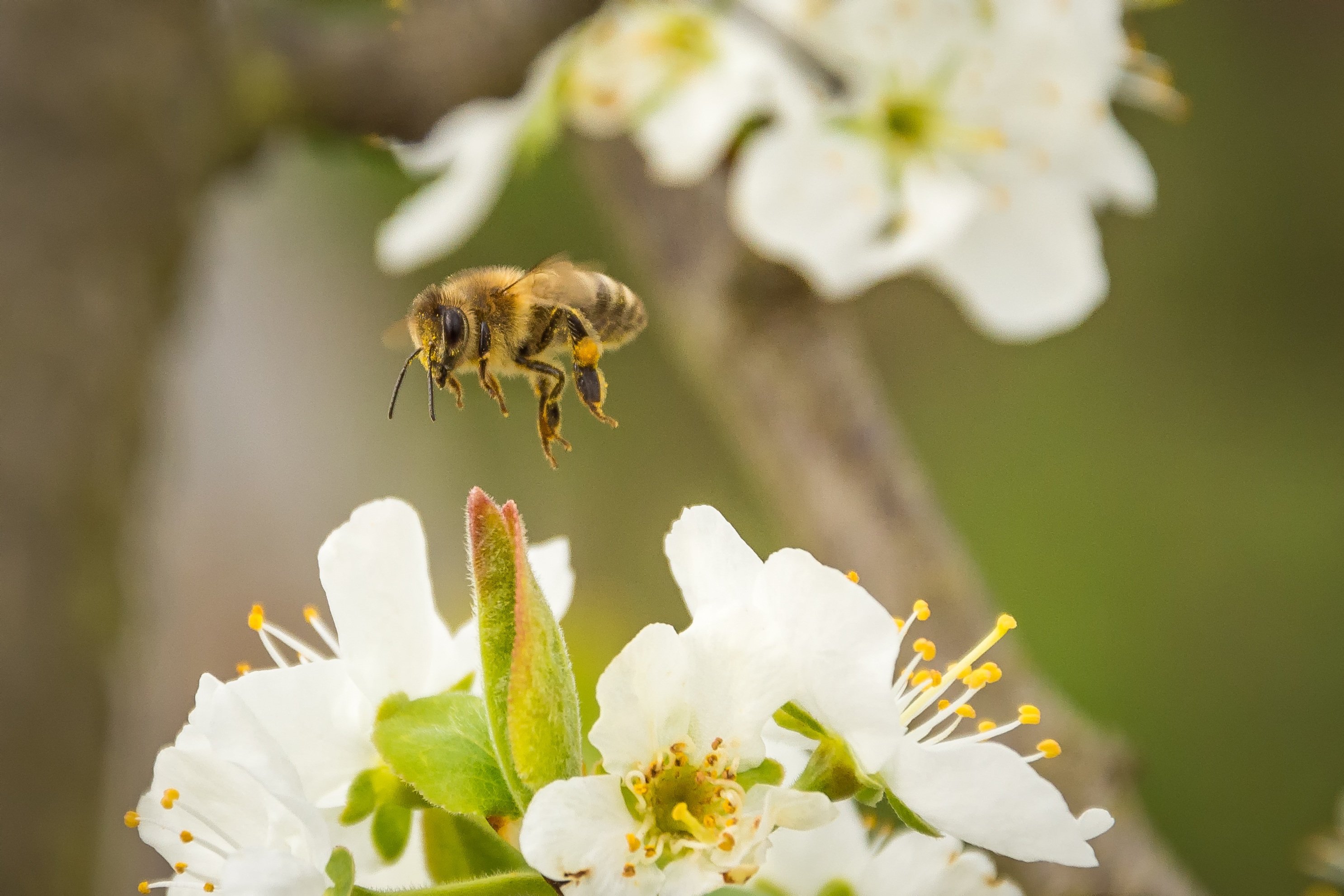 Нужен ли яблоне опылитель. Пчелы опыляют растения. Опыление цветков пчелами яблони. Пчела опыляет яблоню. Пчела опыляет цветок.
