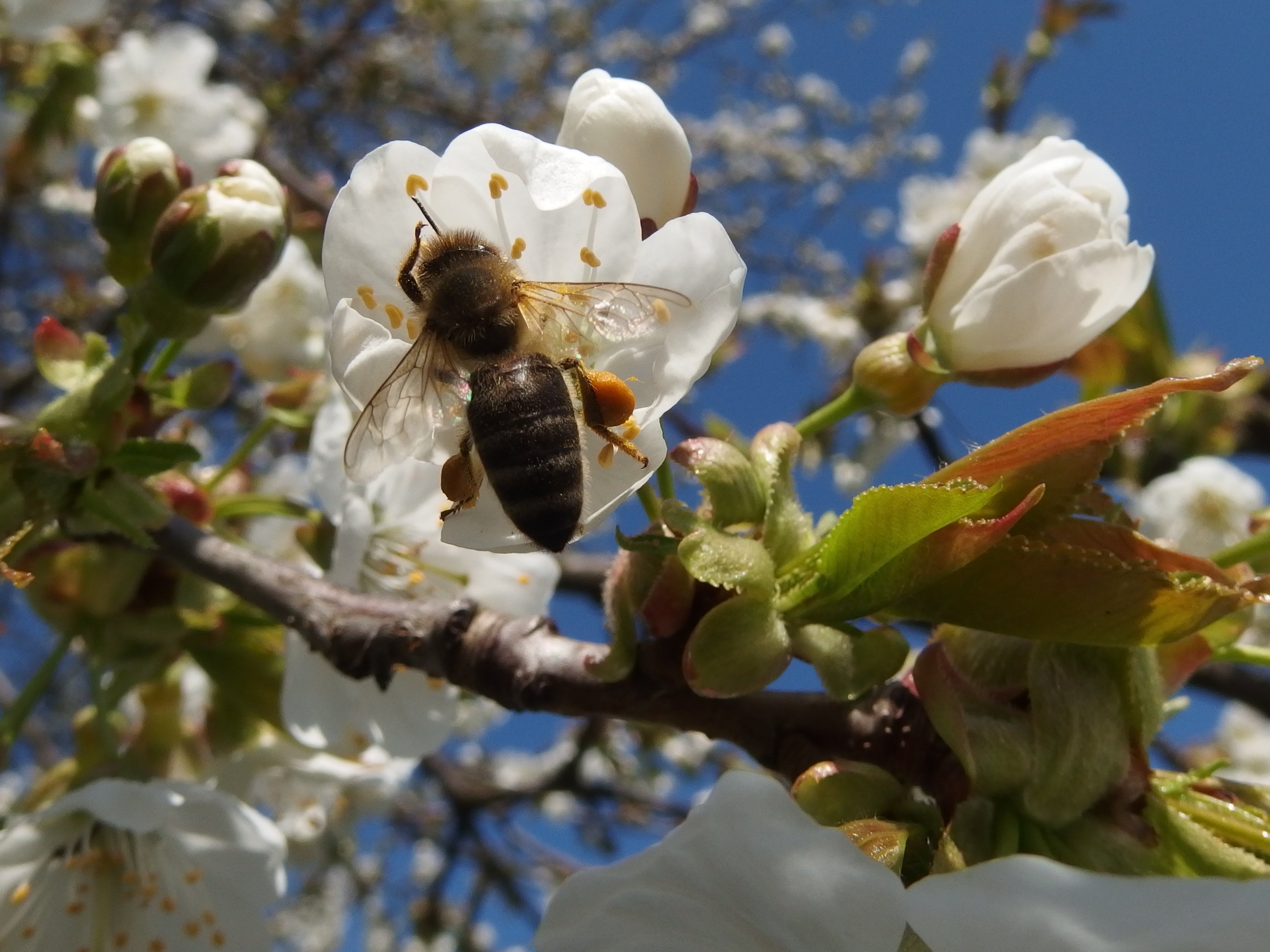 Какие отношения складываются между вишней и пчелой. Пчела опыляет яблоню. Шмель опыляет яблоню. Пчелы опыляют растения. Опыление яблони пчелами.