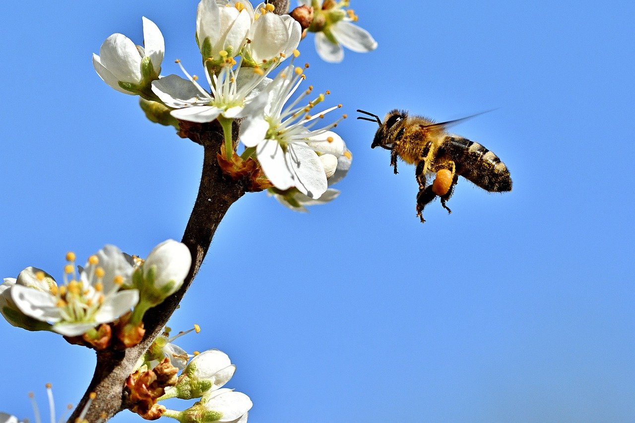 Пчелы пьют весенний. Пчелы в природе. Пчела добывает нектар. Пчела собирает нектар. Нектар в природе.
