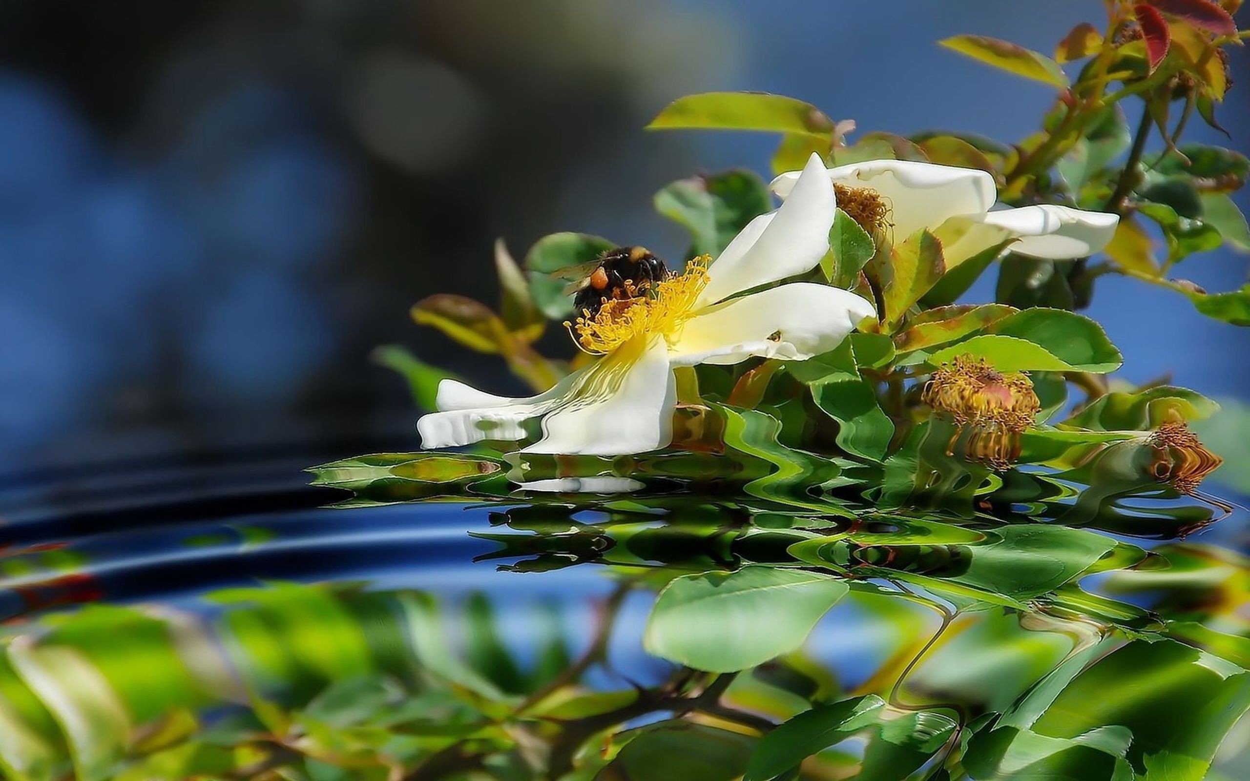 Желтая вода весной. Цветы на воде. Отражение цветов в воде. Цветы отражаются в воде. Природа цветы вода.