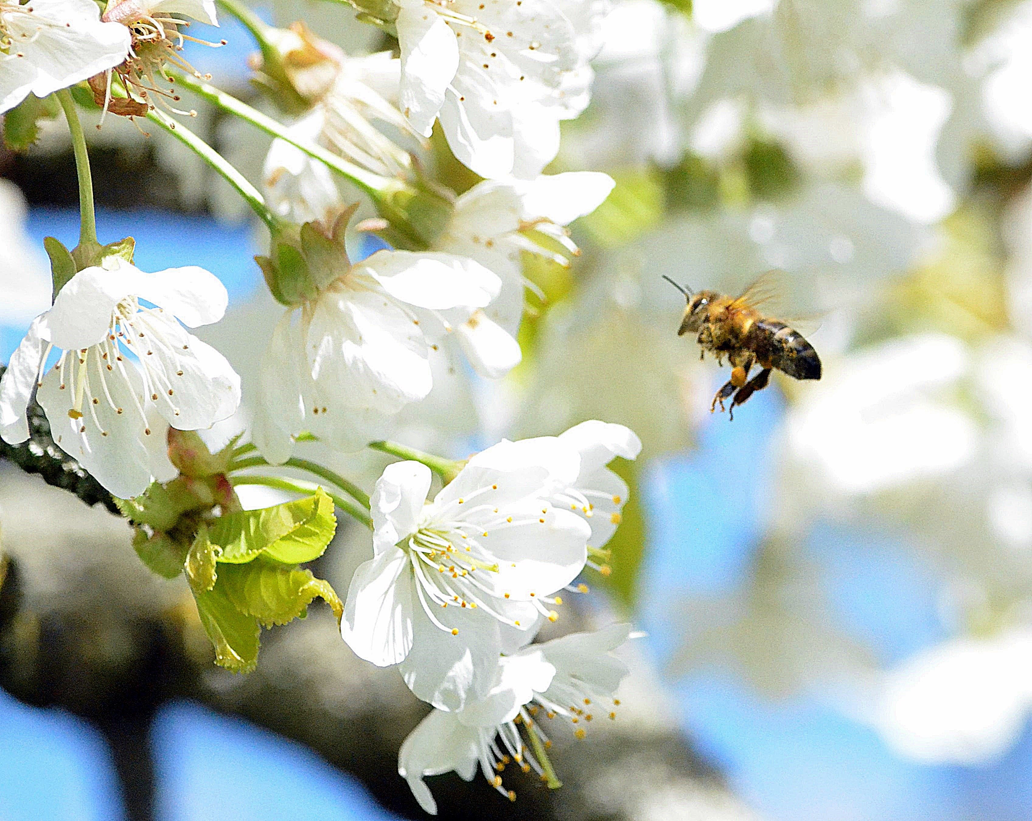 Когда начинают цвести цветы. Апрель природа. Пчела на цветущей яблоне. Пчела на вишне.
