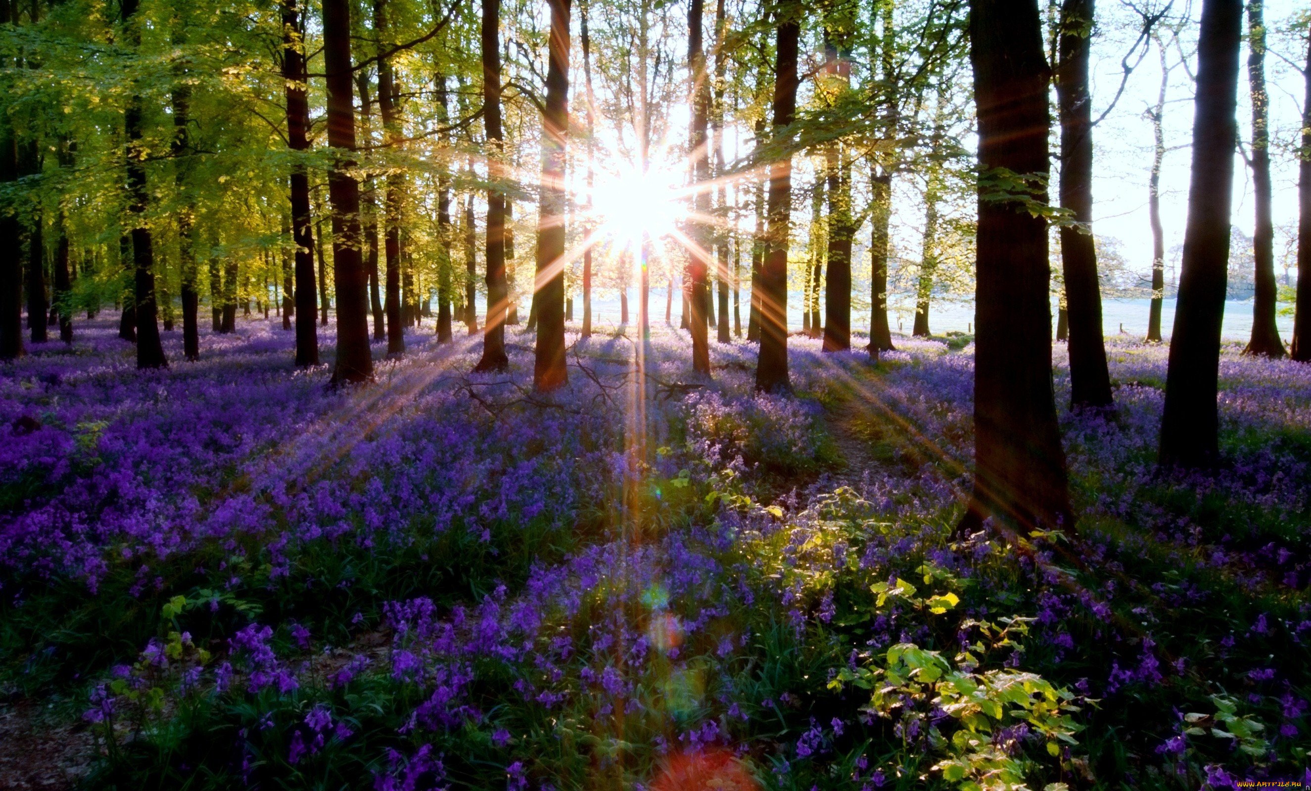 Картинка цветы в лесу. "Солнце в лесу". Весенний лес. Красивые леса. Утро в лесу.