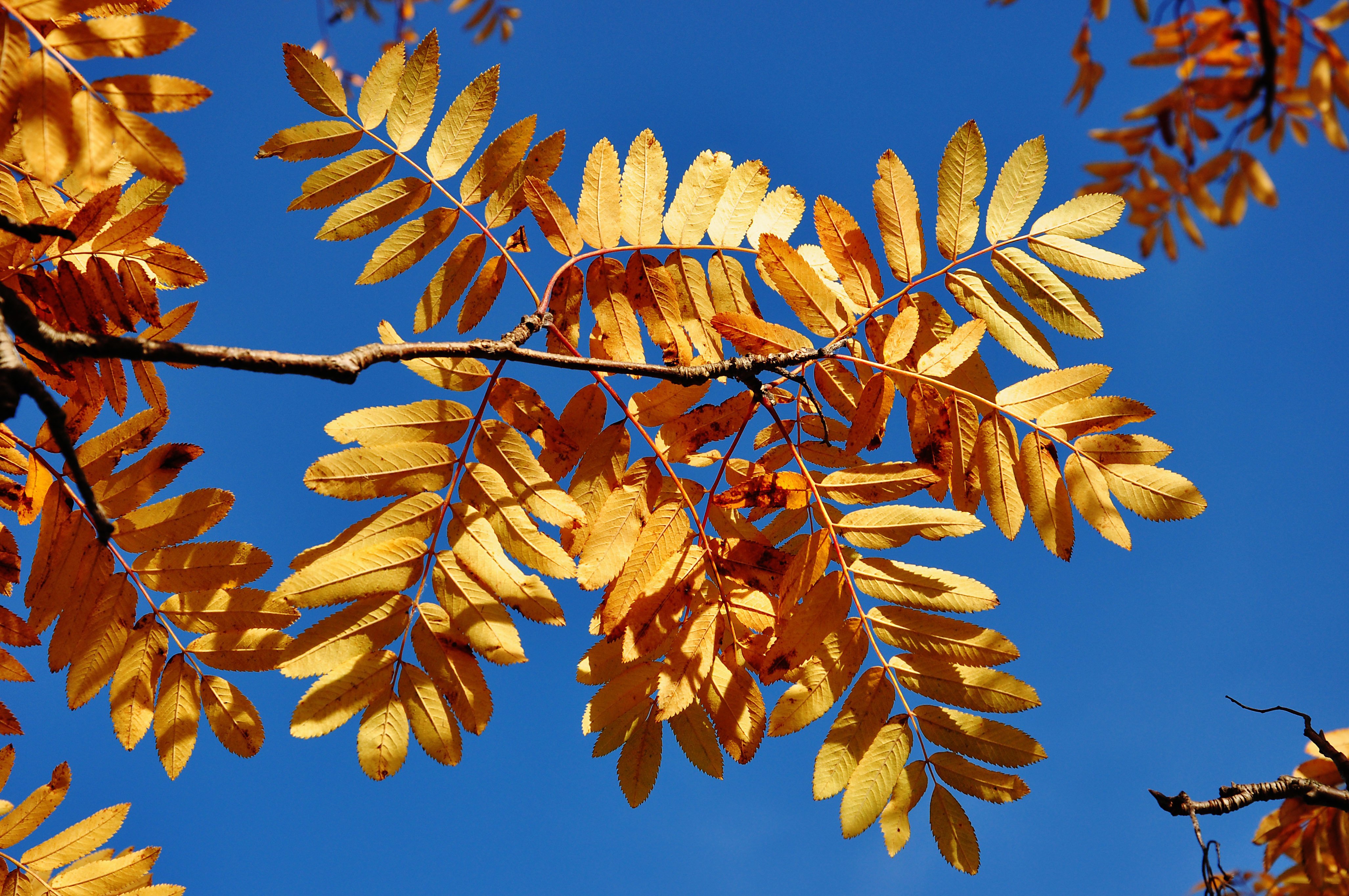 Ветка осенних листьев. Листья рябины осенью. Осенняя ветка. Акация осенняя. Листик рябины.