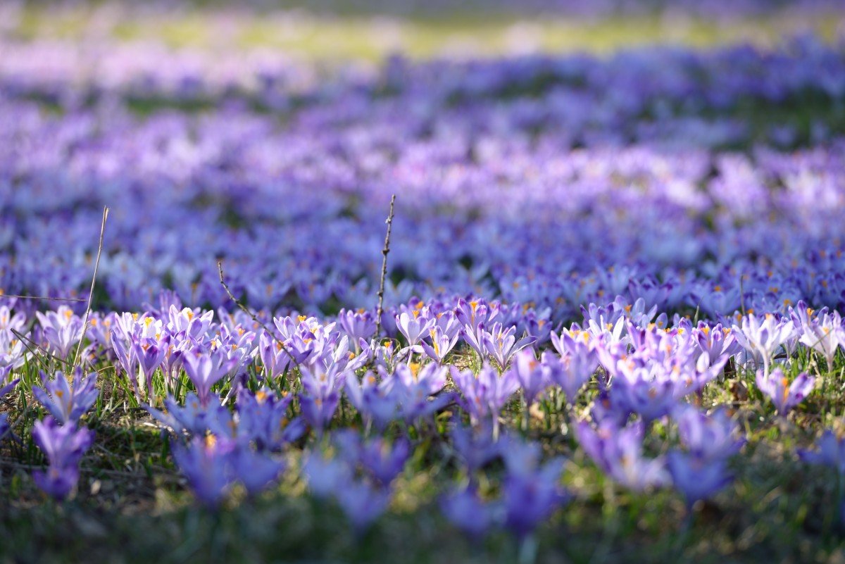 Весенние фиолетовые цветочки