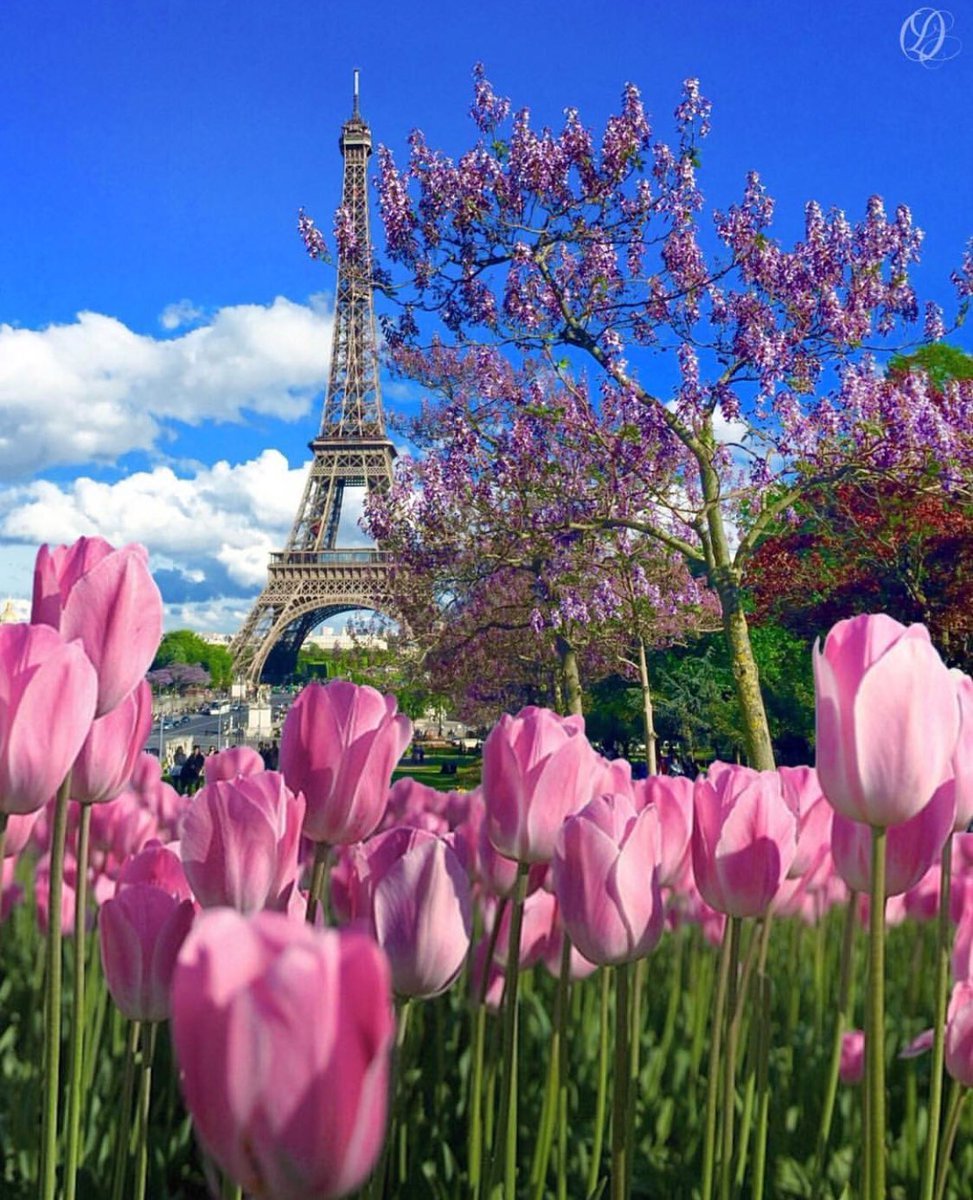 Цветет Сакура в Париже Эйфелева башня