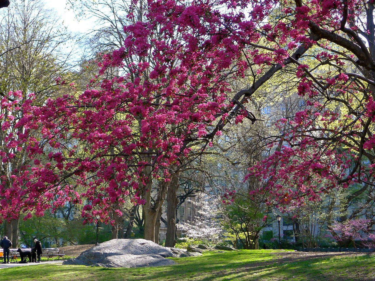 Сакура в Центральном парке Нью Йорка