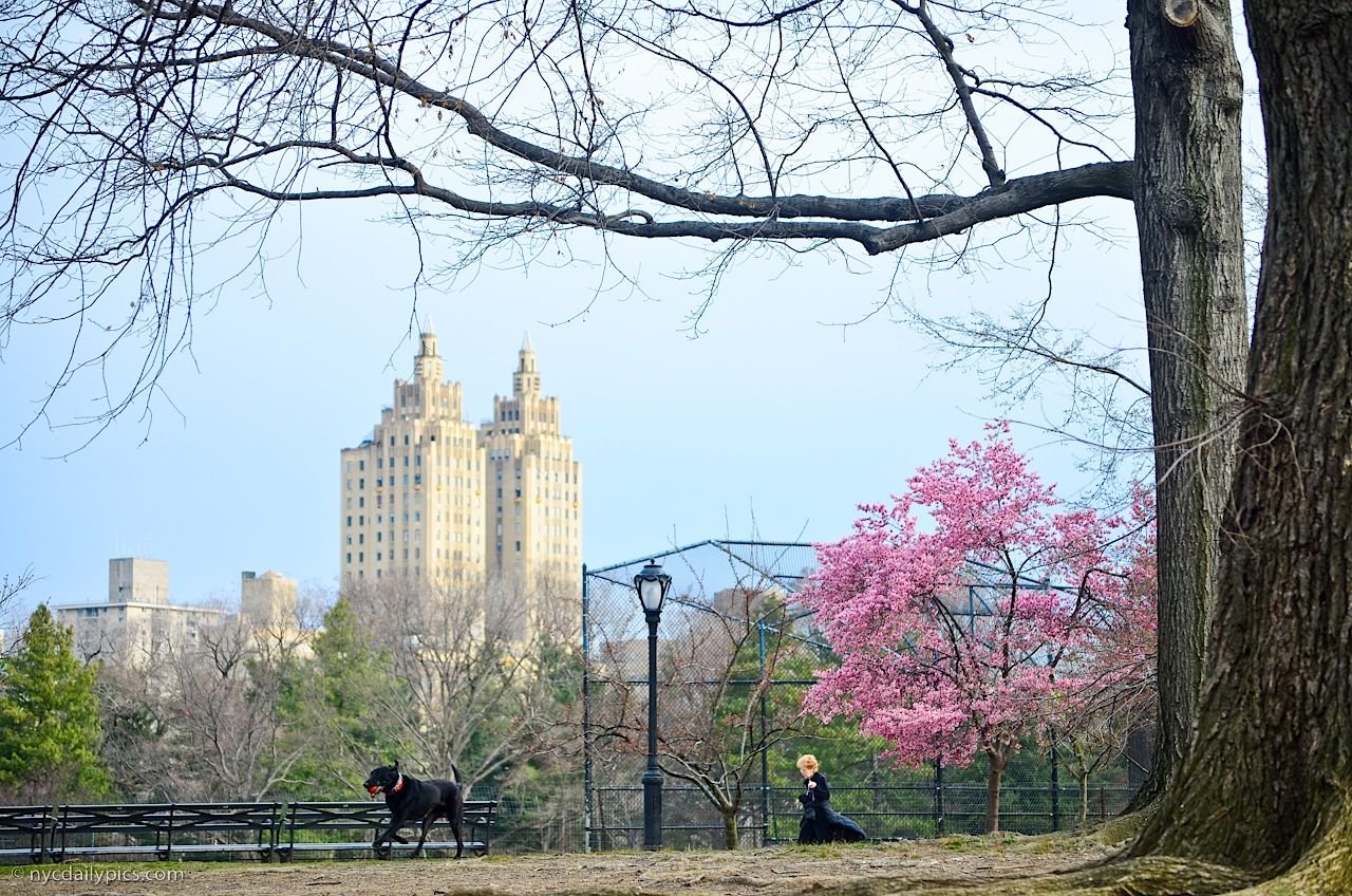 Централ-парк в Нью-Йорке весной