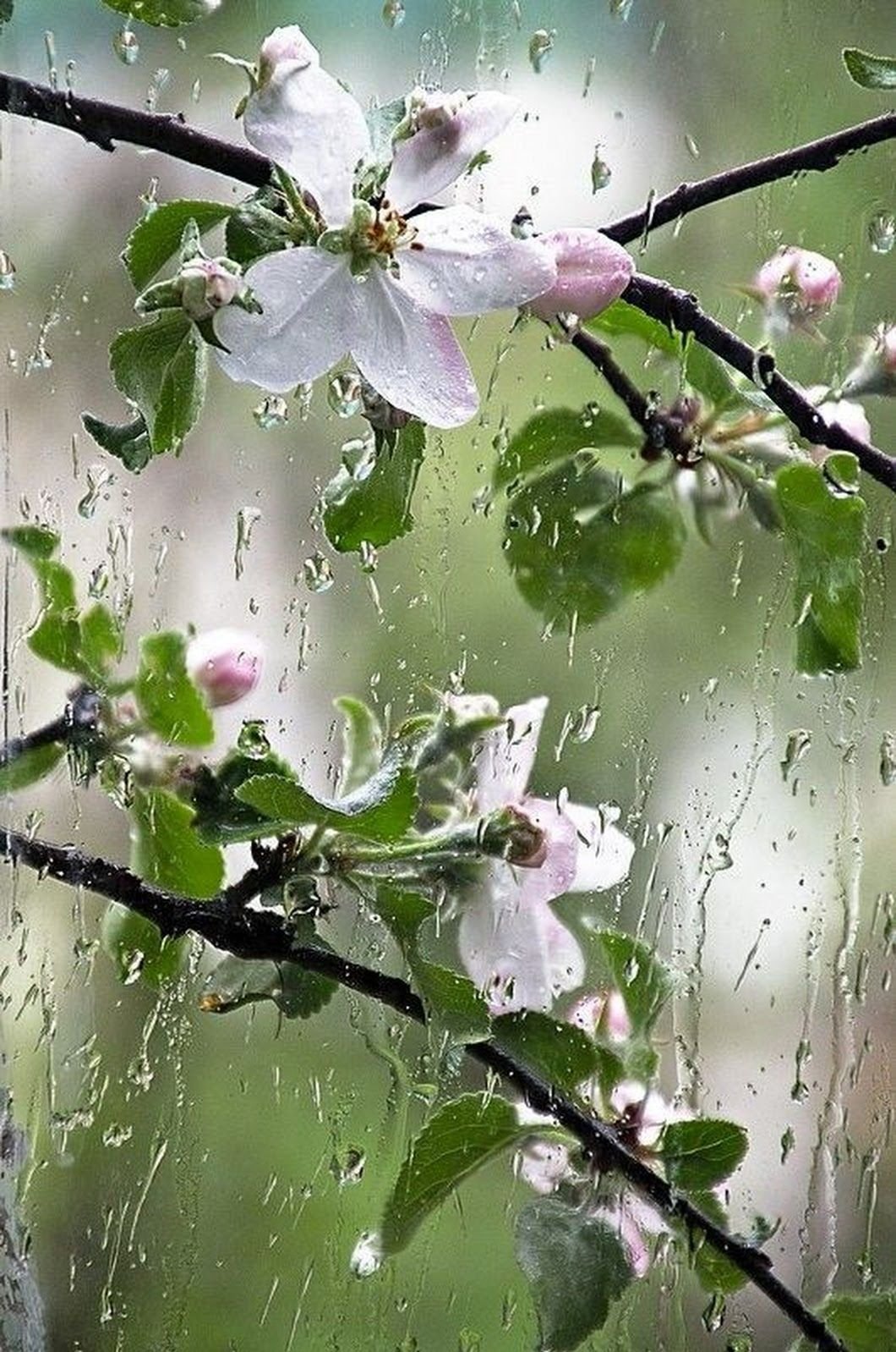 Доброе утро дождливое весеннее картинки. Весенний дождь. Весенний дождик.