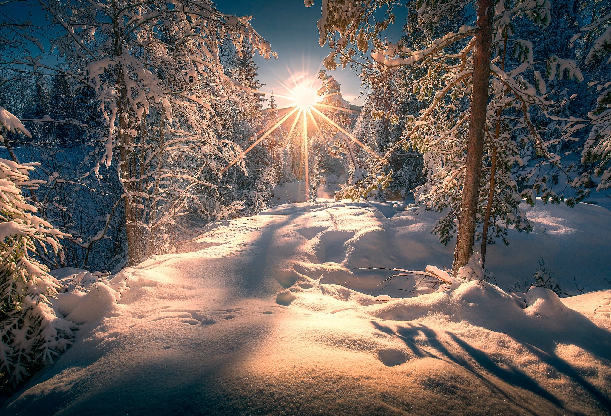 Красивое солнце зима. Зимний лес. Солнце зимой. Зима лес солнце. Зимнее утро.