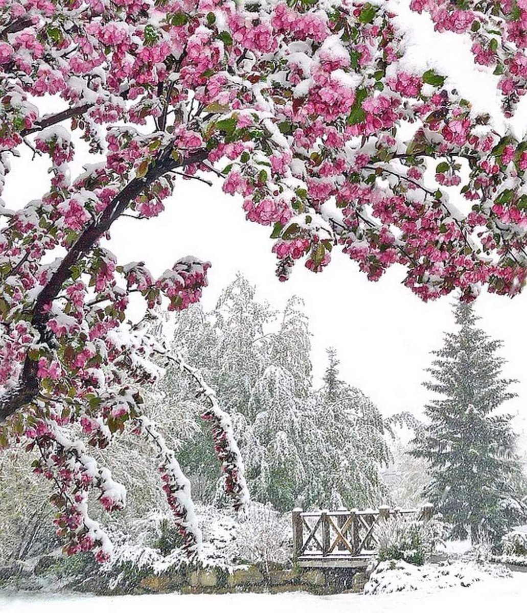 Цветок зима красивая. Снежные деревья. Зимние цветы. Цветущие деревья в снегу.