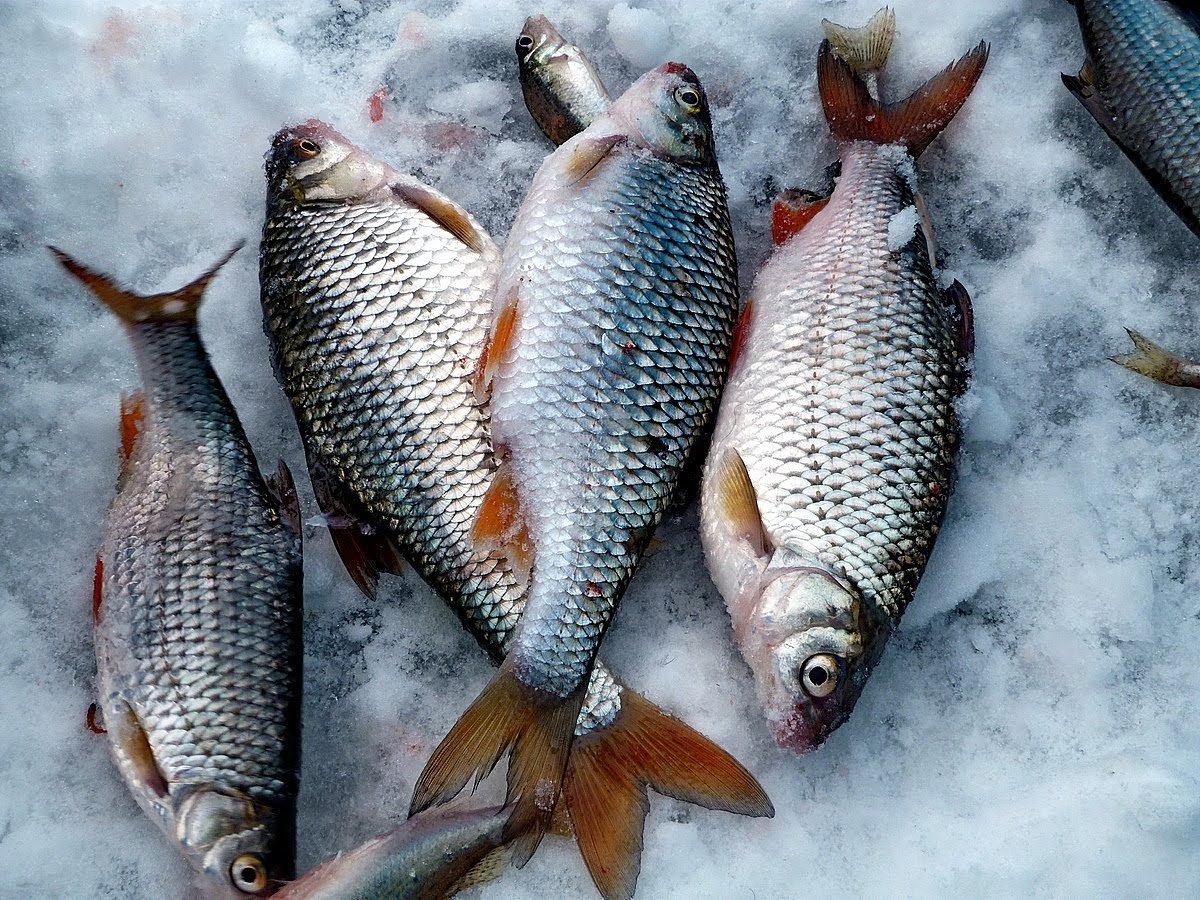 Фото крупной плотвы на льду – увлекательные моменты рыбалки