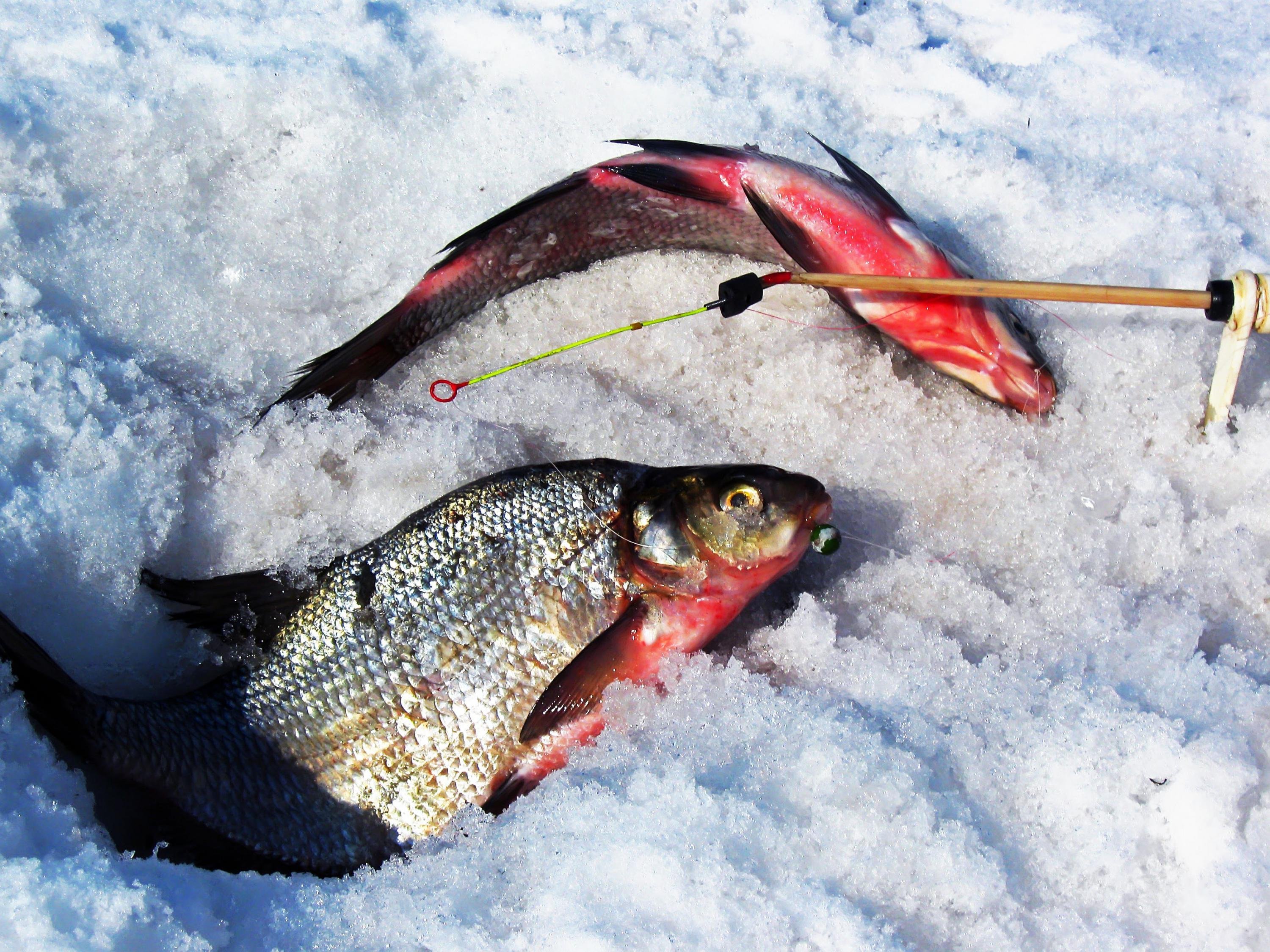 Подледный лов рыбы. Зимняя рыбалка. Зимний Рыбак. Подледная ловля. Рыбалка зимняя рыбалка.
