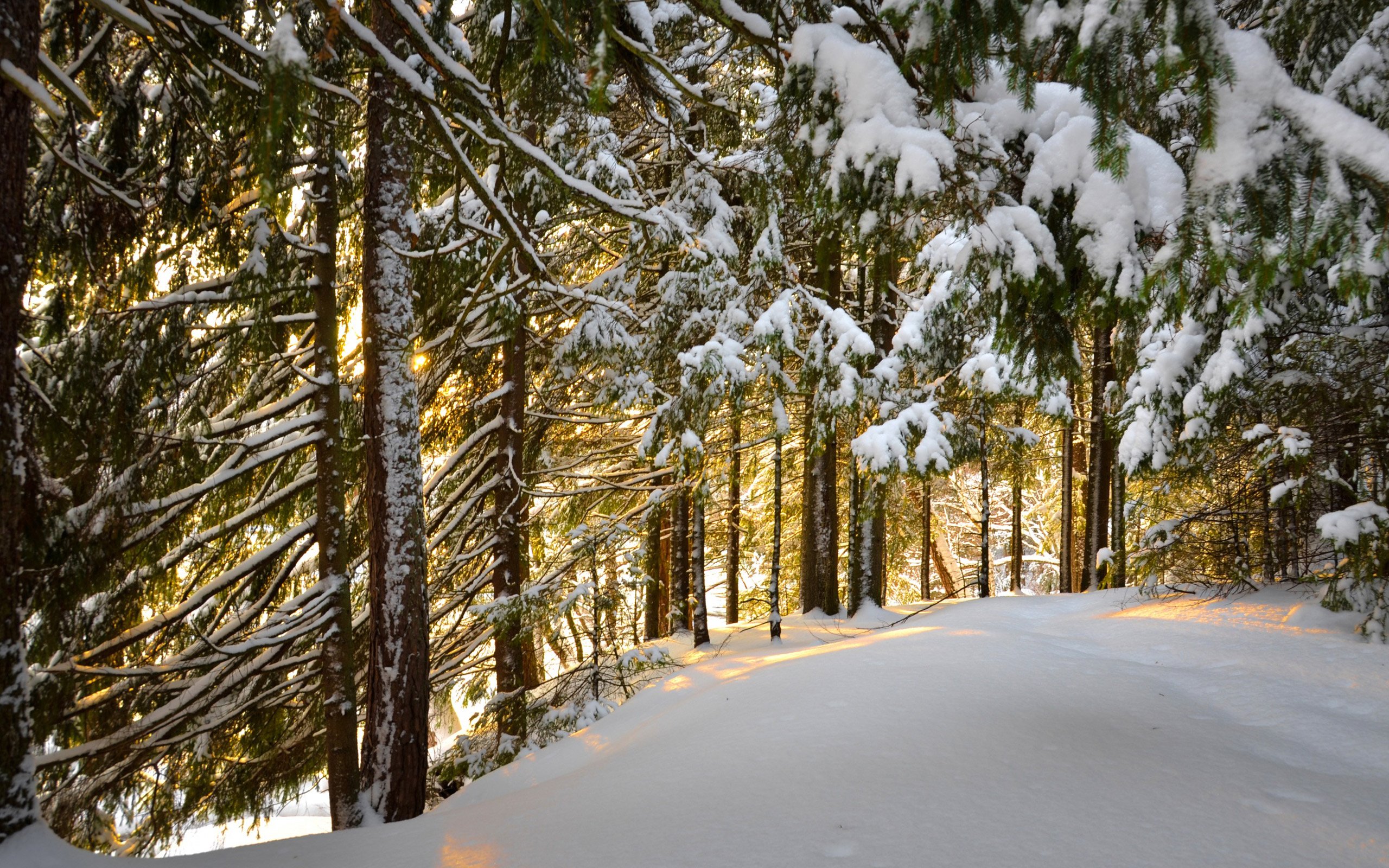 Хвойный солнечный. Зимой в лесу. Зимний лес. Зимний Сосновый лес. Сосновый Бор в снегу.