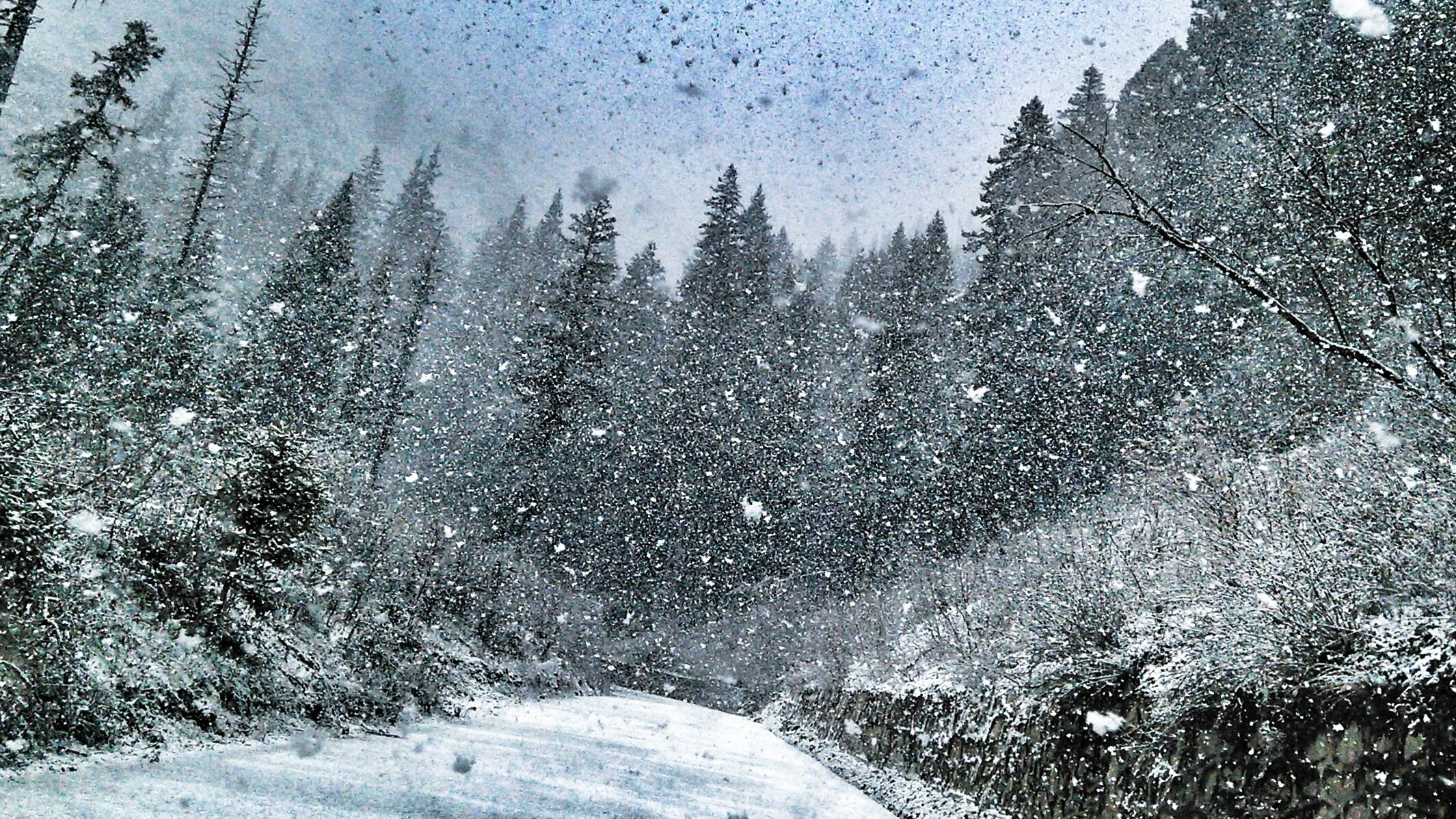 В тайге продолжительная холодная зима. Снегопад это явление природы. Метель в лесу. Снежная метель. Метель Пурга.