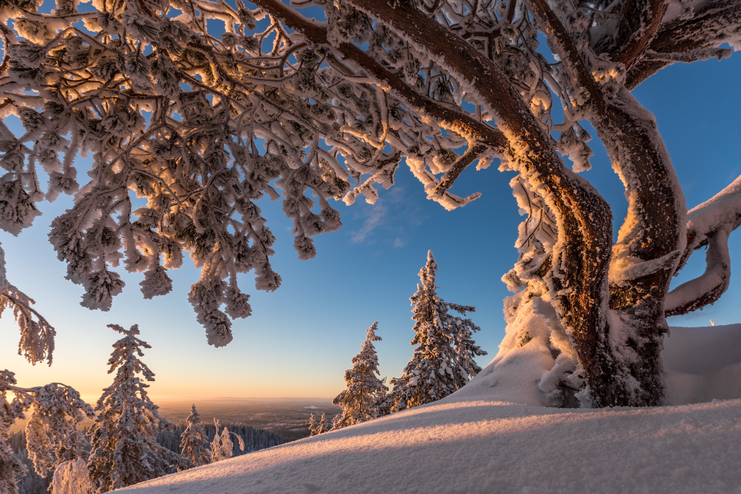 Красота зимнего леса. Деревья в снегу. Заснеженные деревья. Зима пейзаж. Красивая зима.