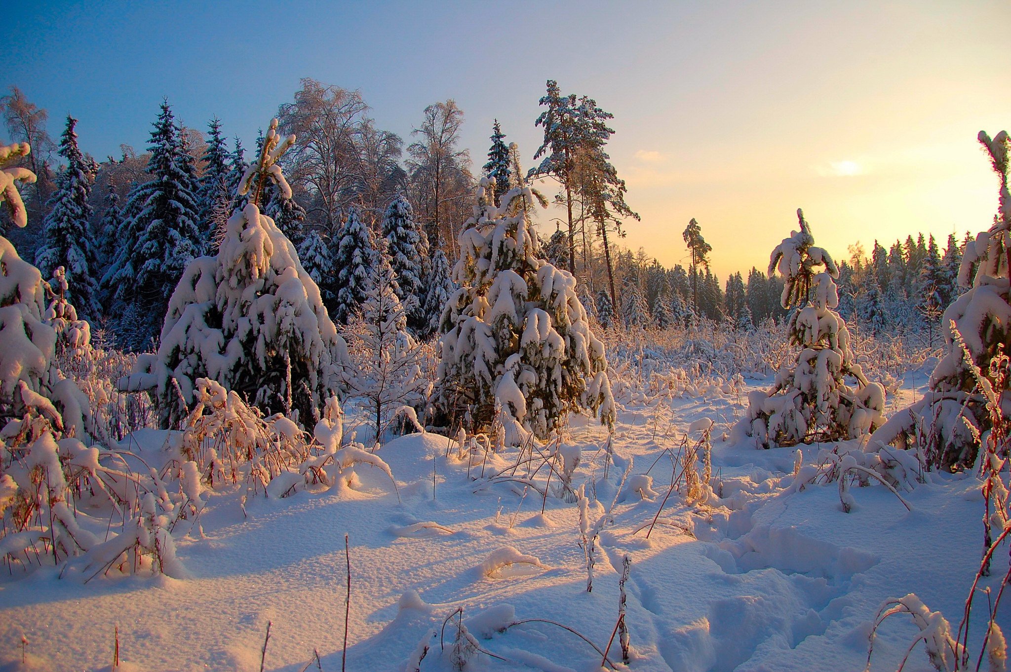 Зимняя температура в тайге. Зимой в лесу. Зимняя Тайга. Зимний лес. Русская природа зимой.