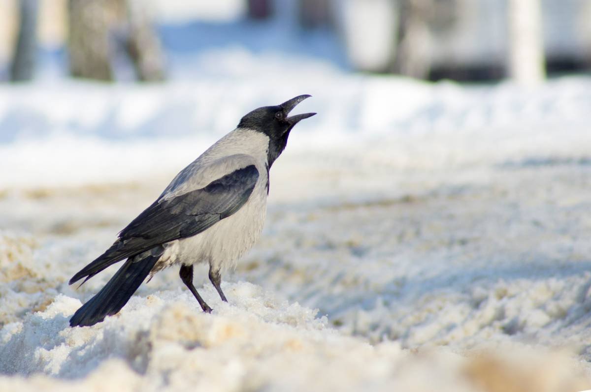 Серые птицы зимой. Зимующие серая ворона. Зимующие птицы серая ворона. Зимующие птицы ворона серая зимой. Серая ворона зимой.