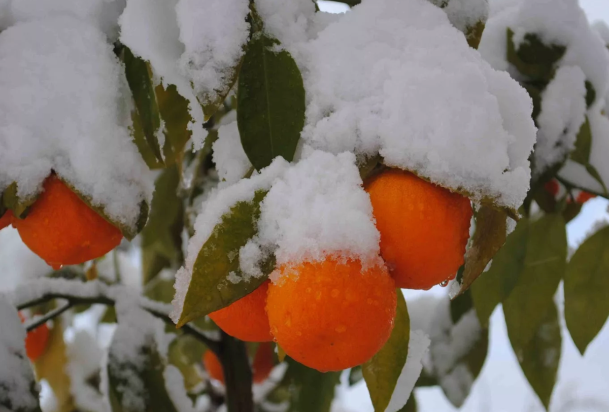 На дереве висят мандарины. Мандарины на снегу. Апельсины на снегу. Зимние фрукты. Мандариновое дерево в снегу.