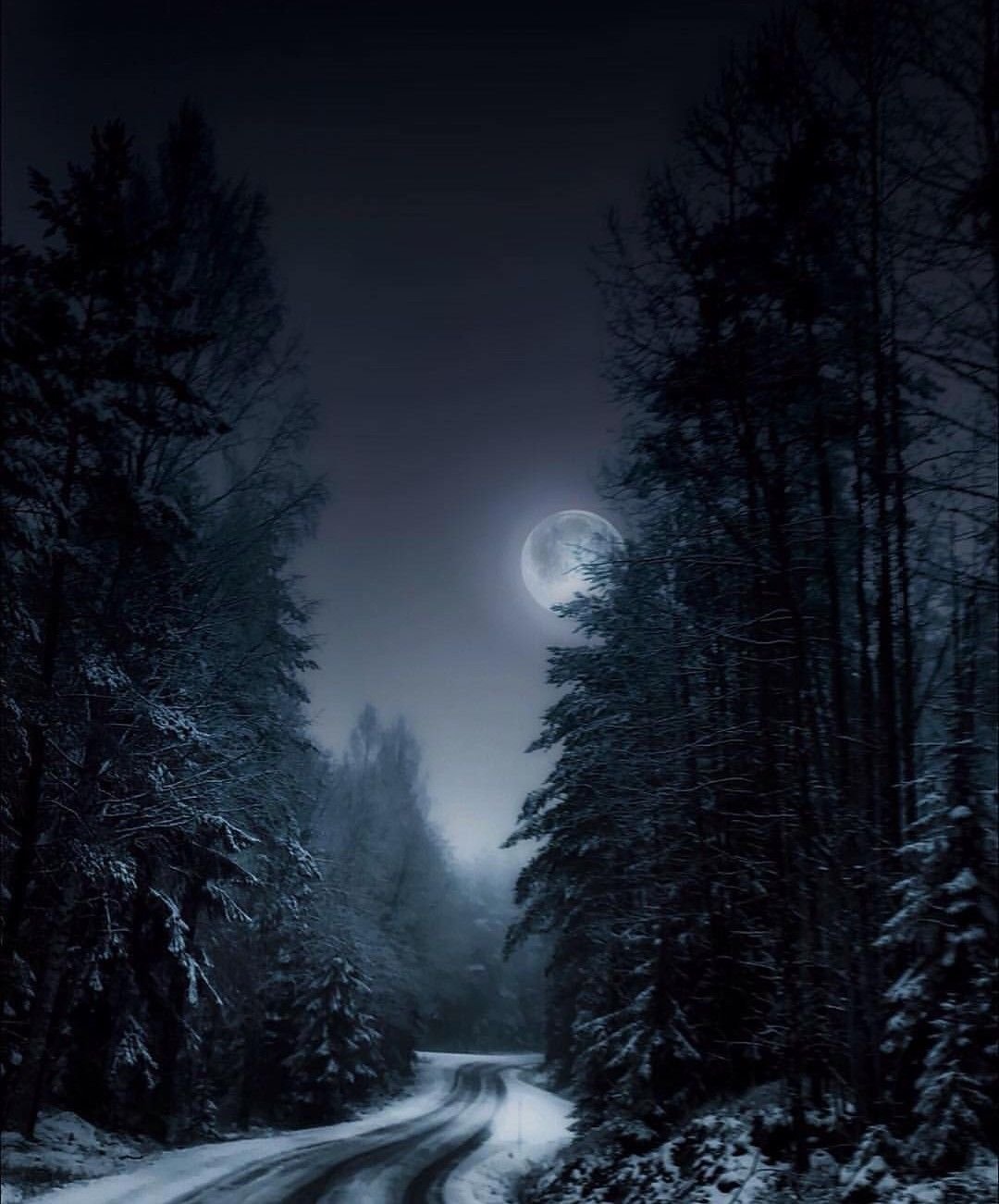 Луна зимой ночью. Ночной лес. «Ночь в лесу». Зимний ночной пейзаж. Лунная ночь в лесу.