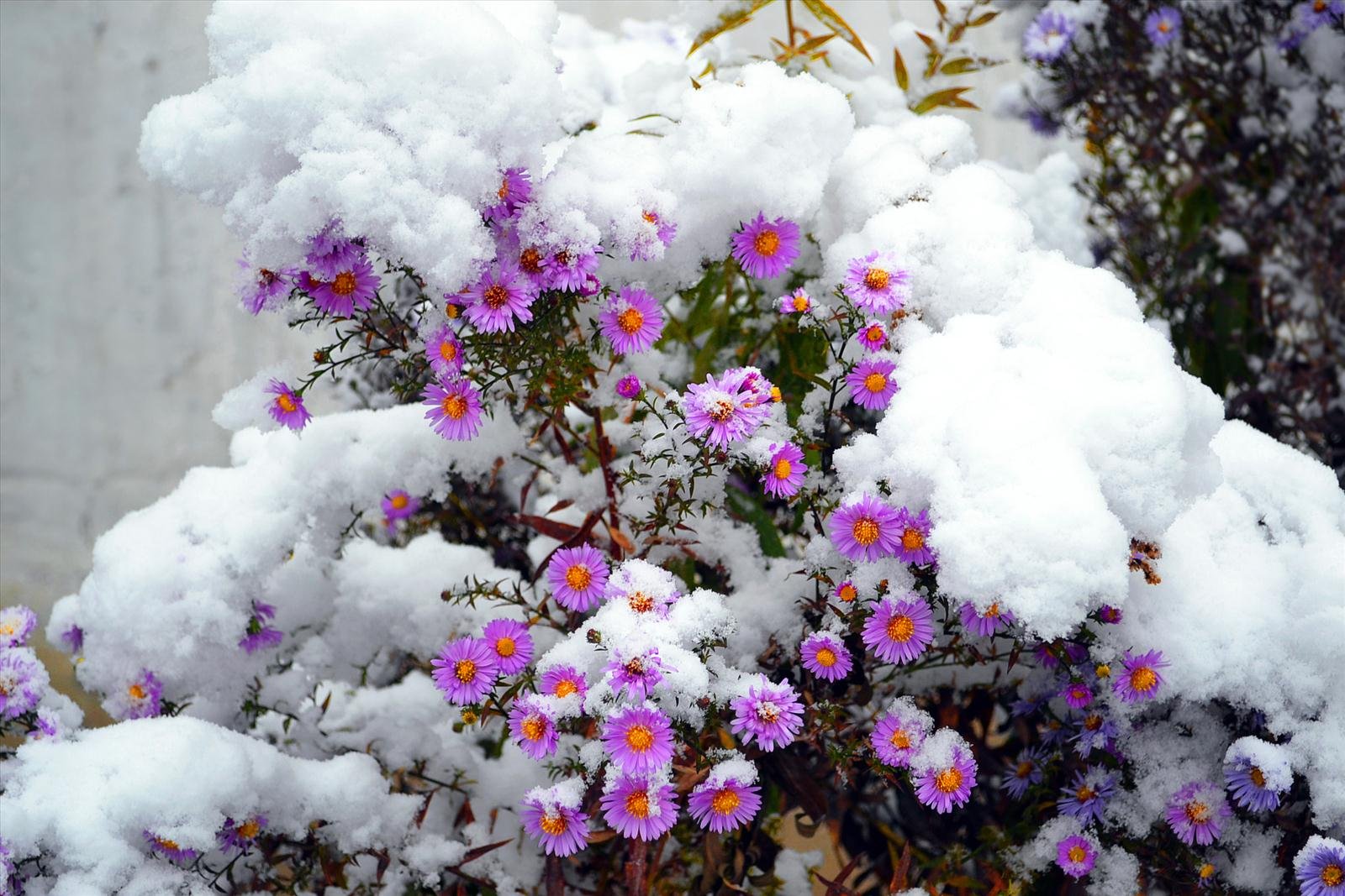 Картинки цветов в снегу. Снежок многолетние цветы под снегом. Зимние цветы. Цветы в снегу.