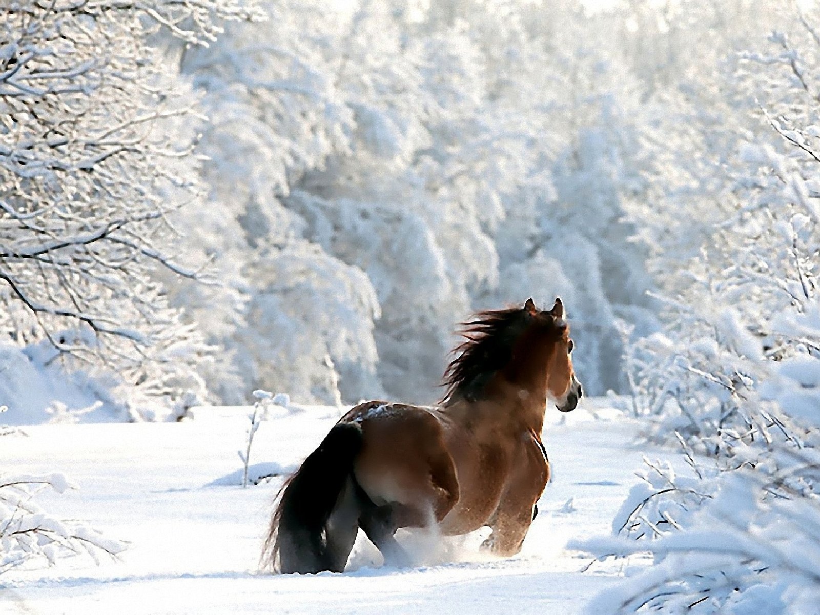 На коне в снегу. Кони зимой. Лошади в снегу. Лошадь зима. Красивые лошади зимой.