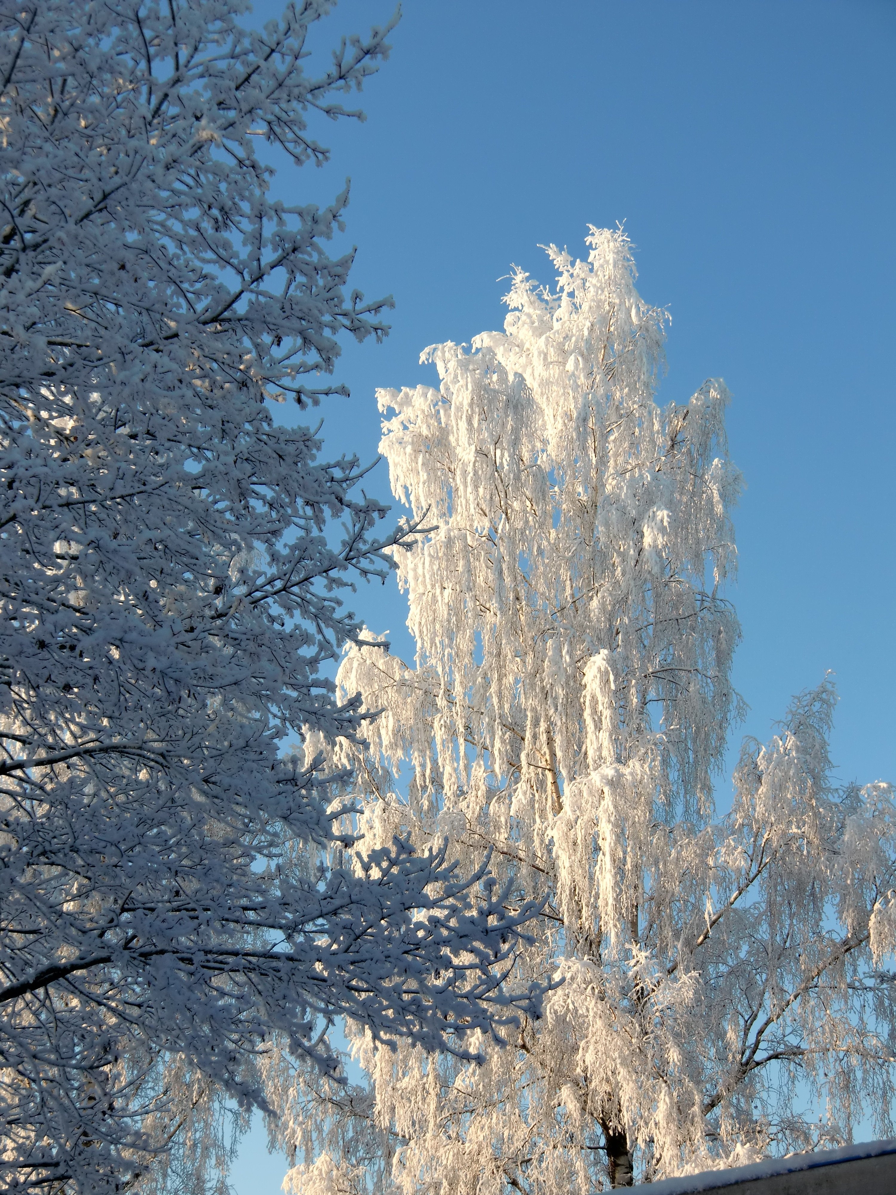 Зима красивые деревья. Зимнее дерево. Деревья в снегу. Красивые деревья зимой. Иней на деревьях.
